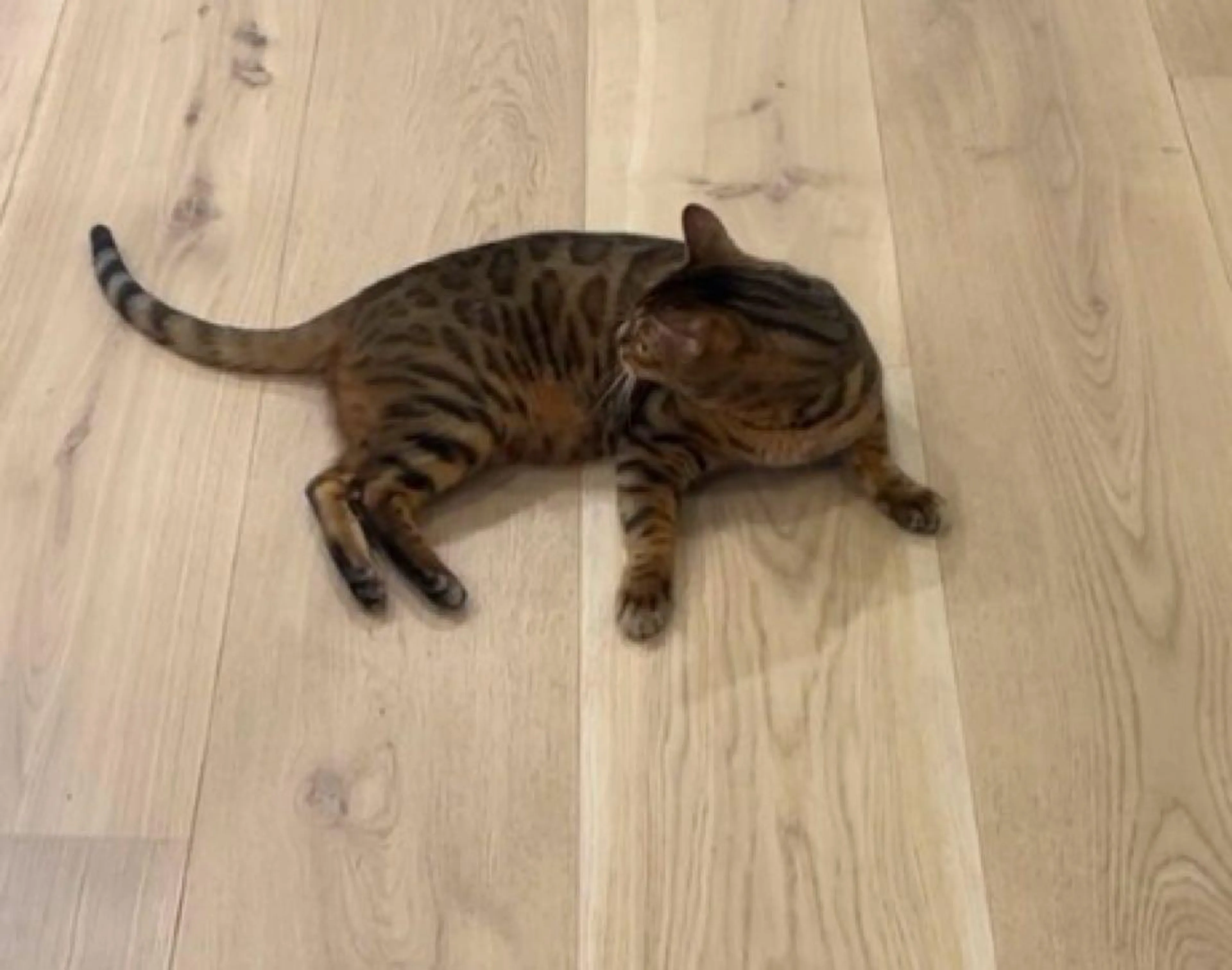 Lost pet