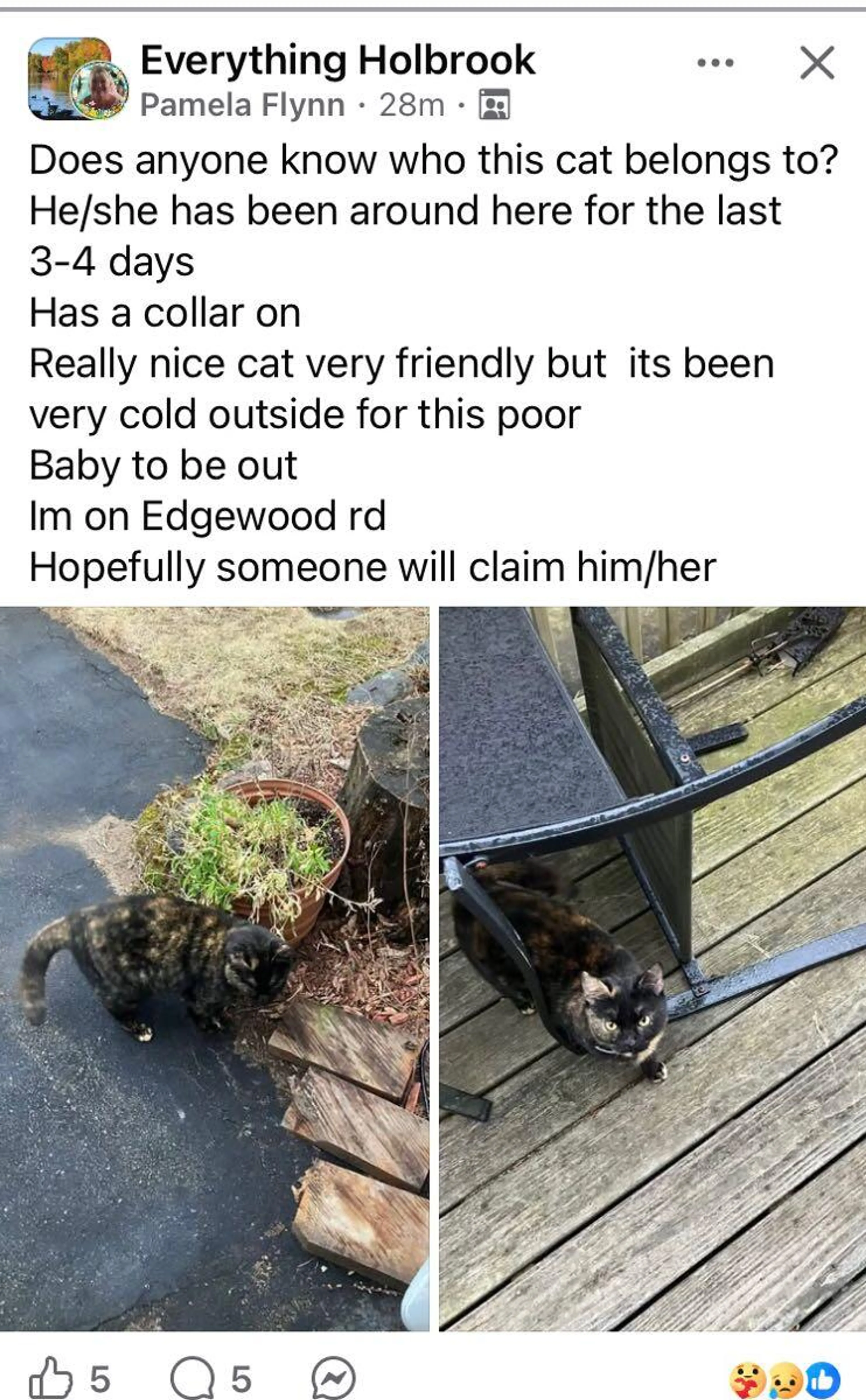 Found pet