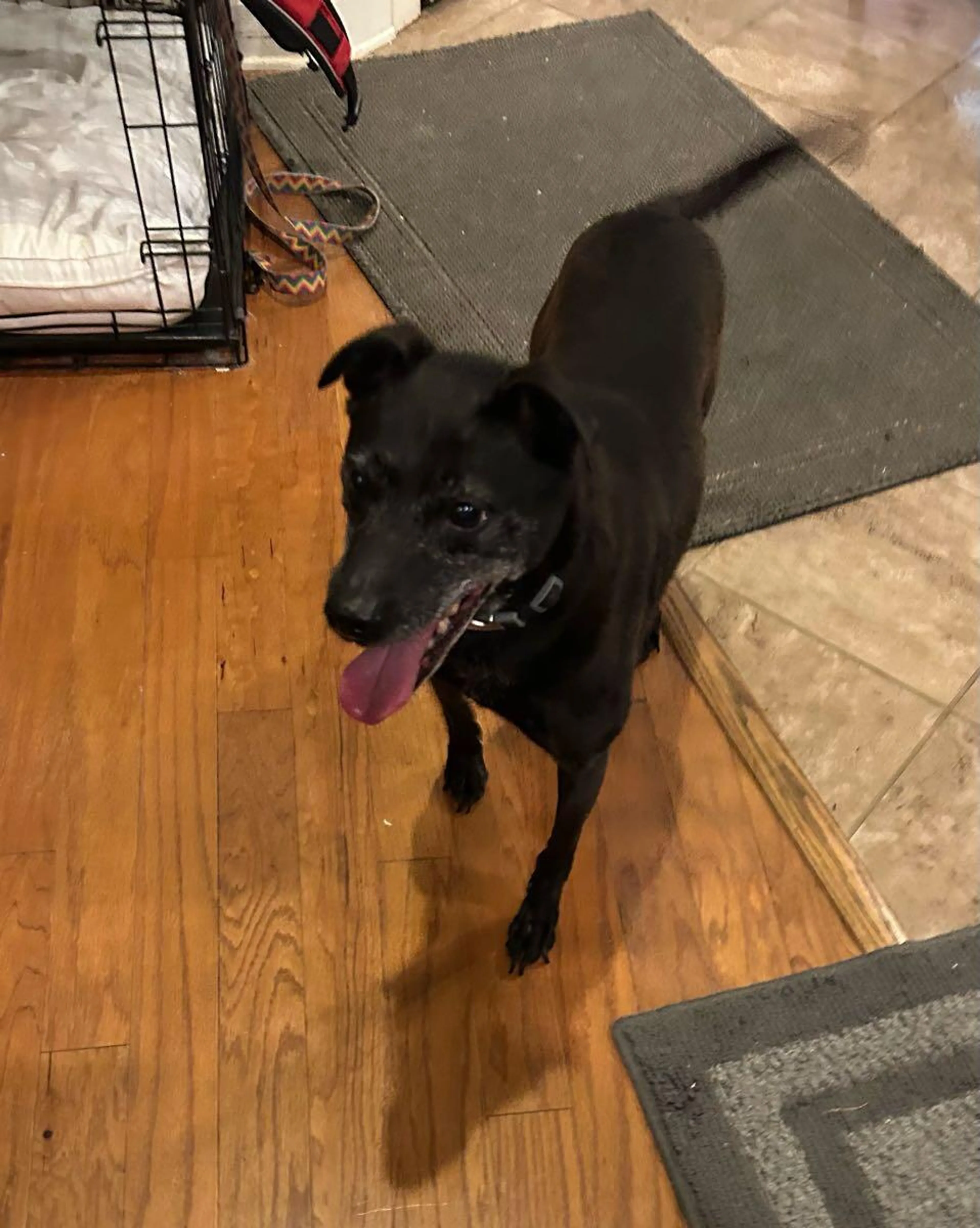 Found pet