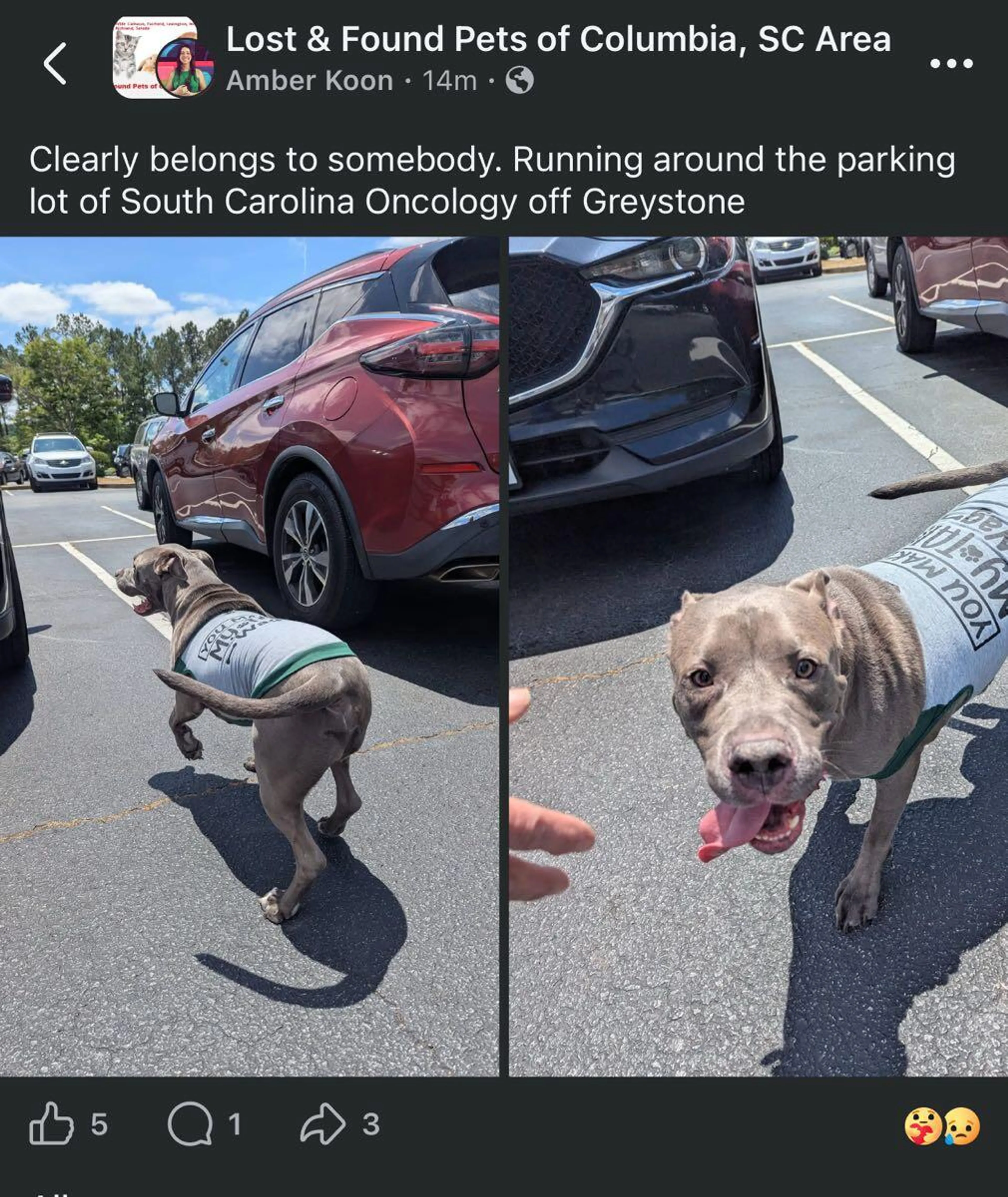 Found pet