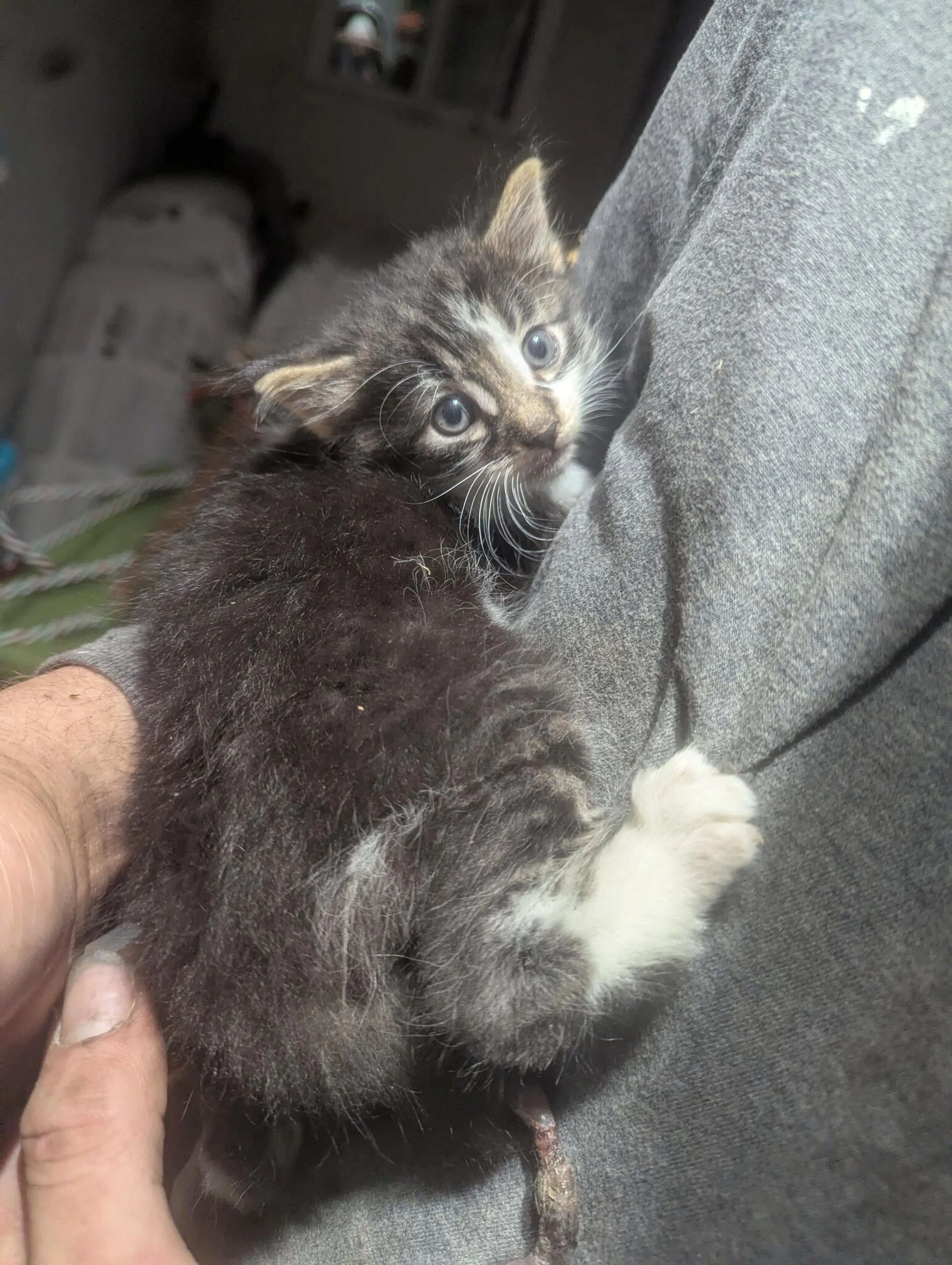 Found pet
