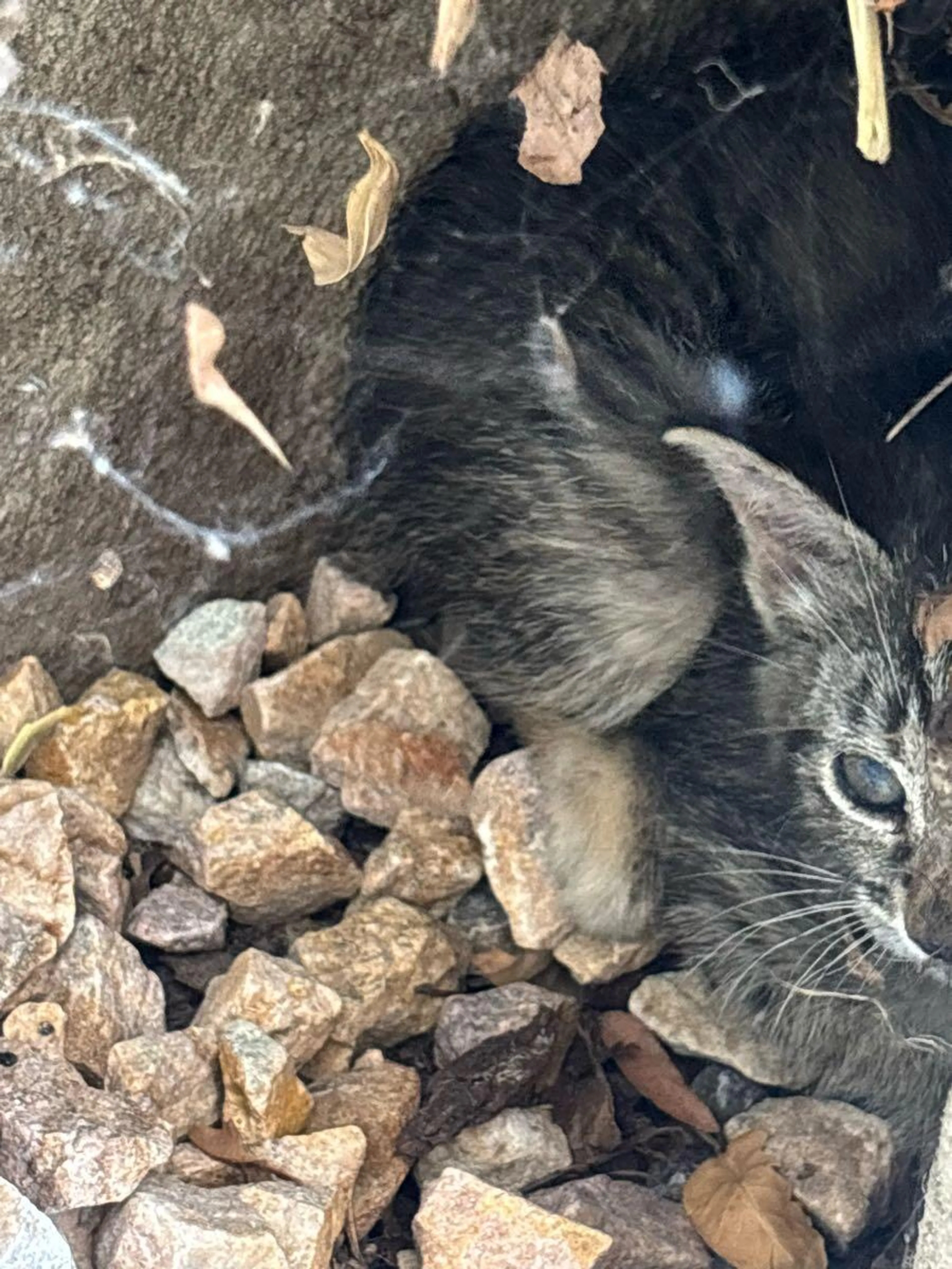 Found pet