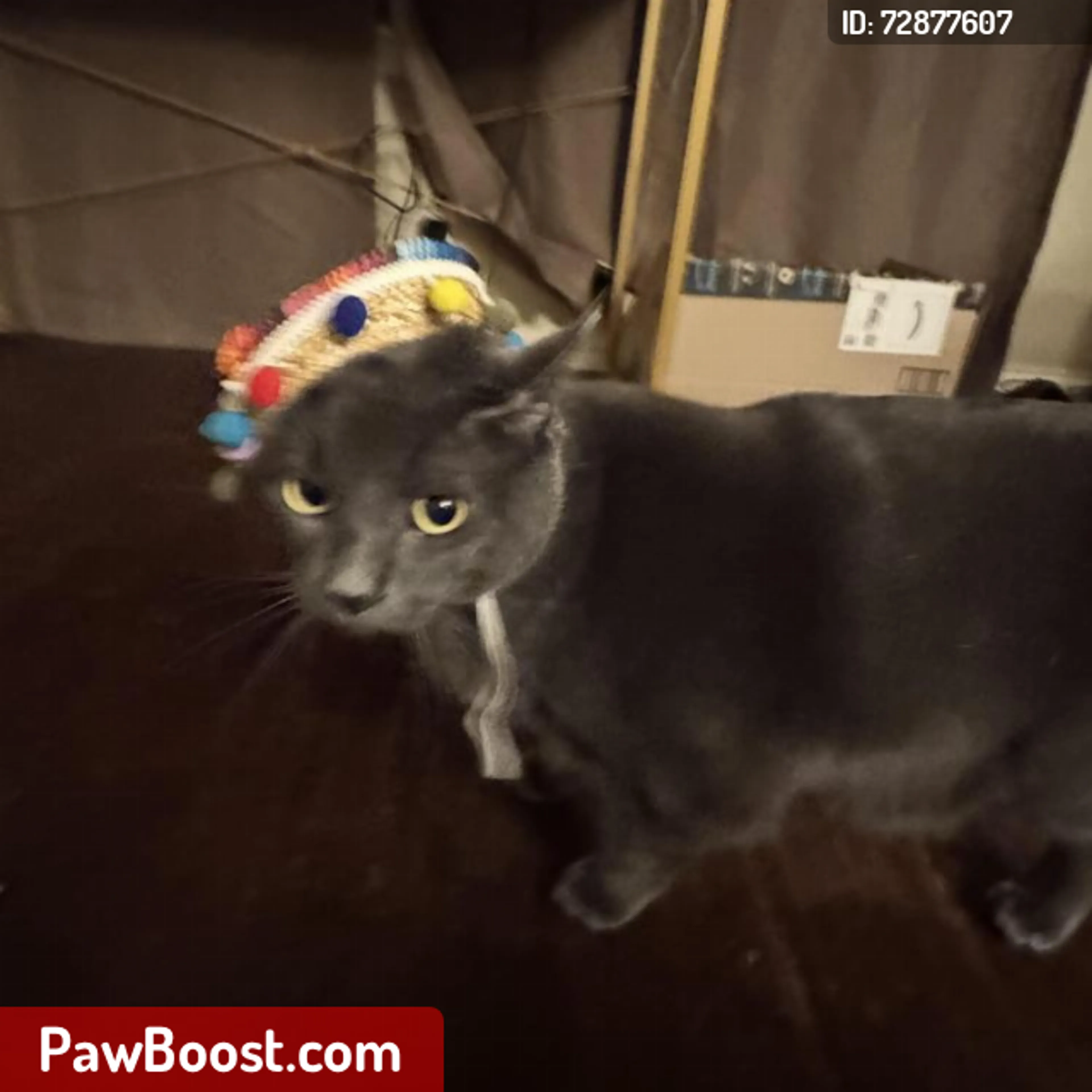 Lost pet