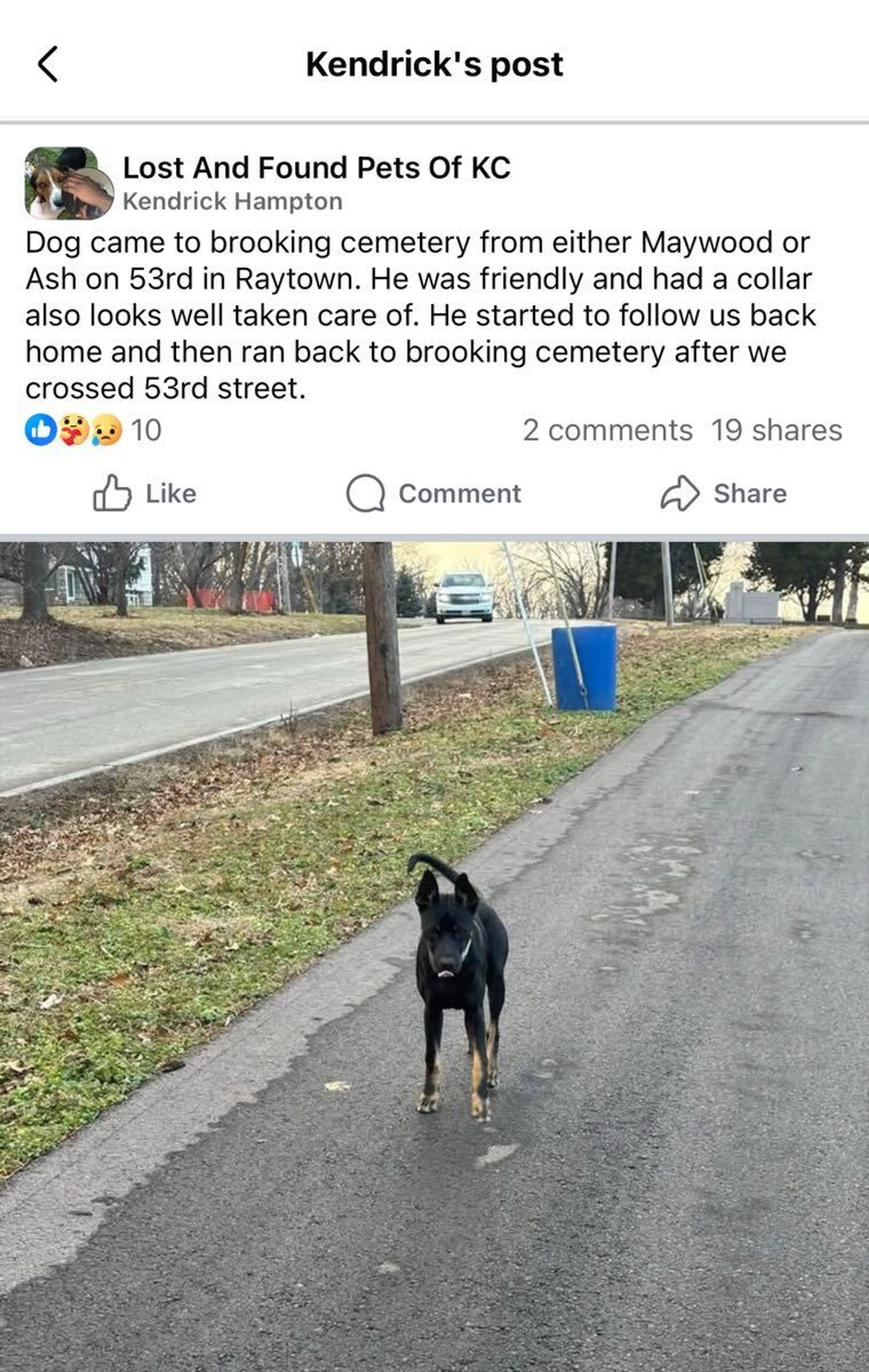 Found pet
