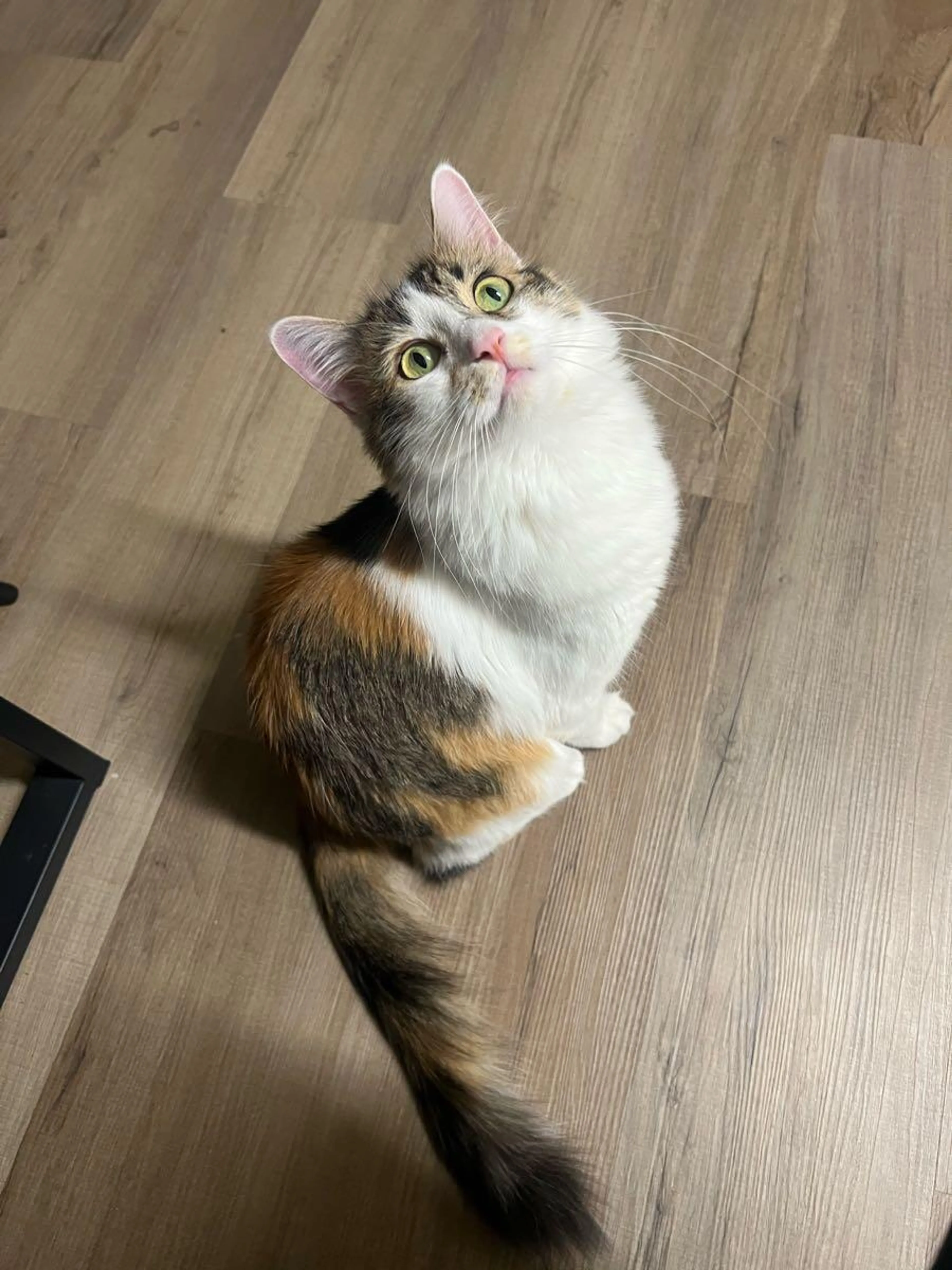 Lost pet