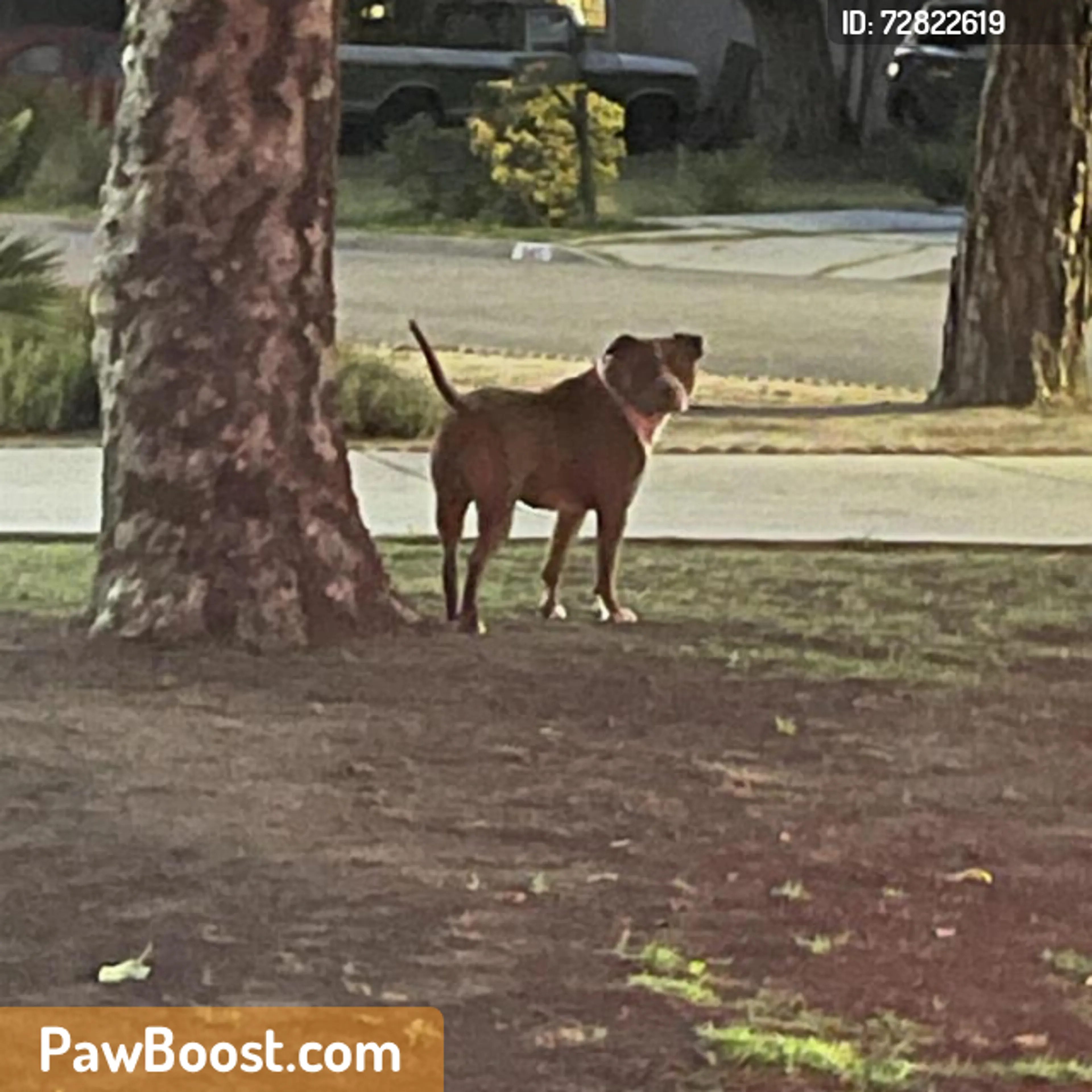 Found pet