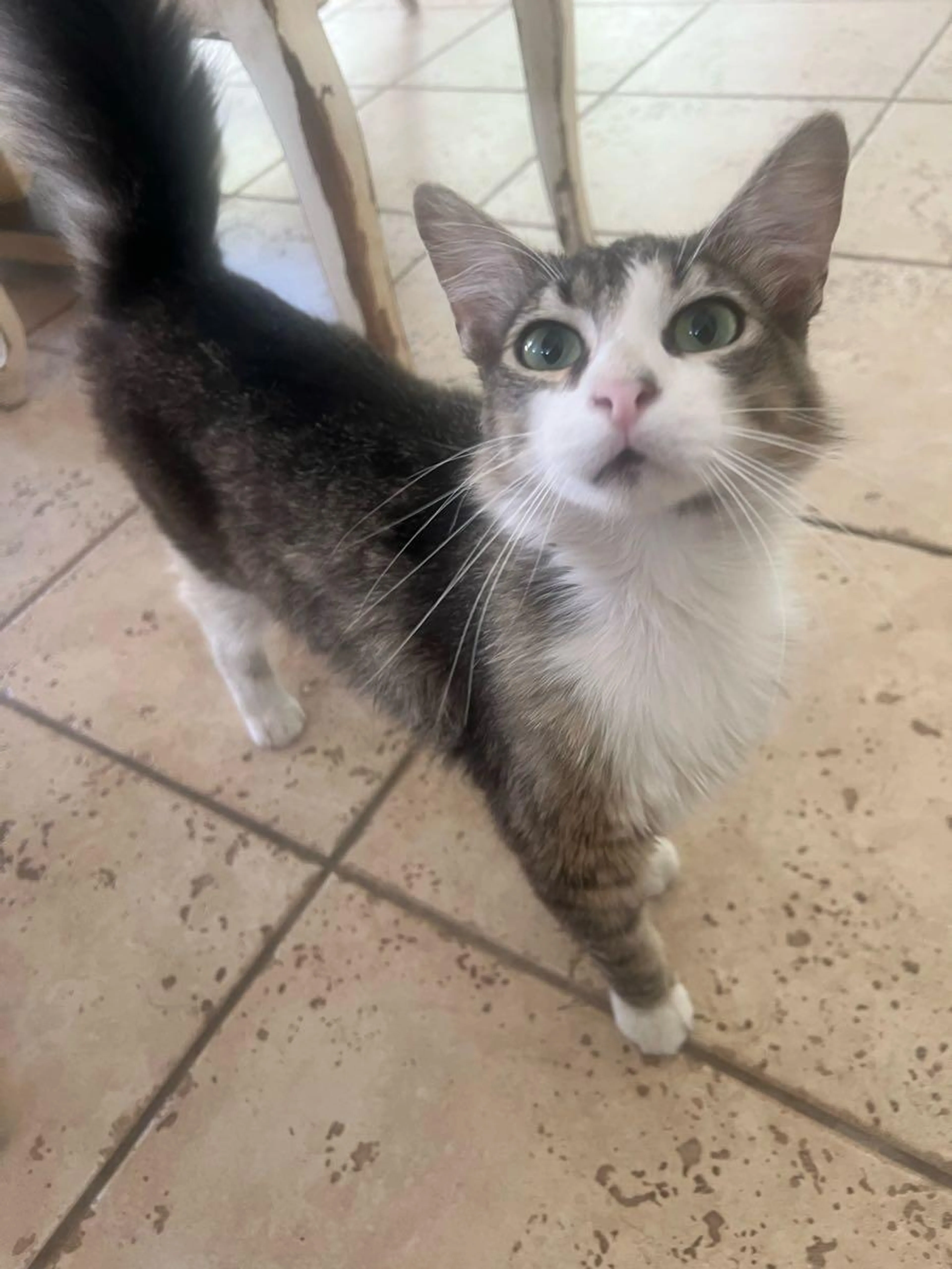 Found pet
