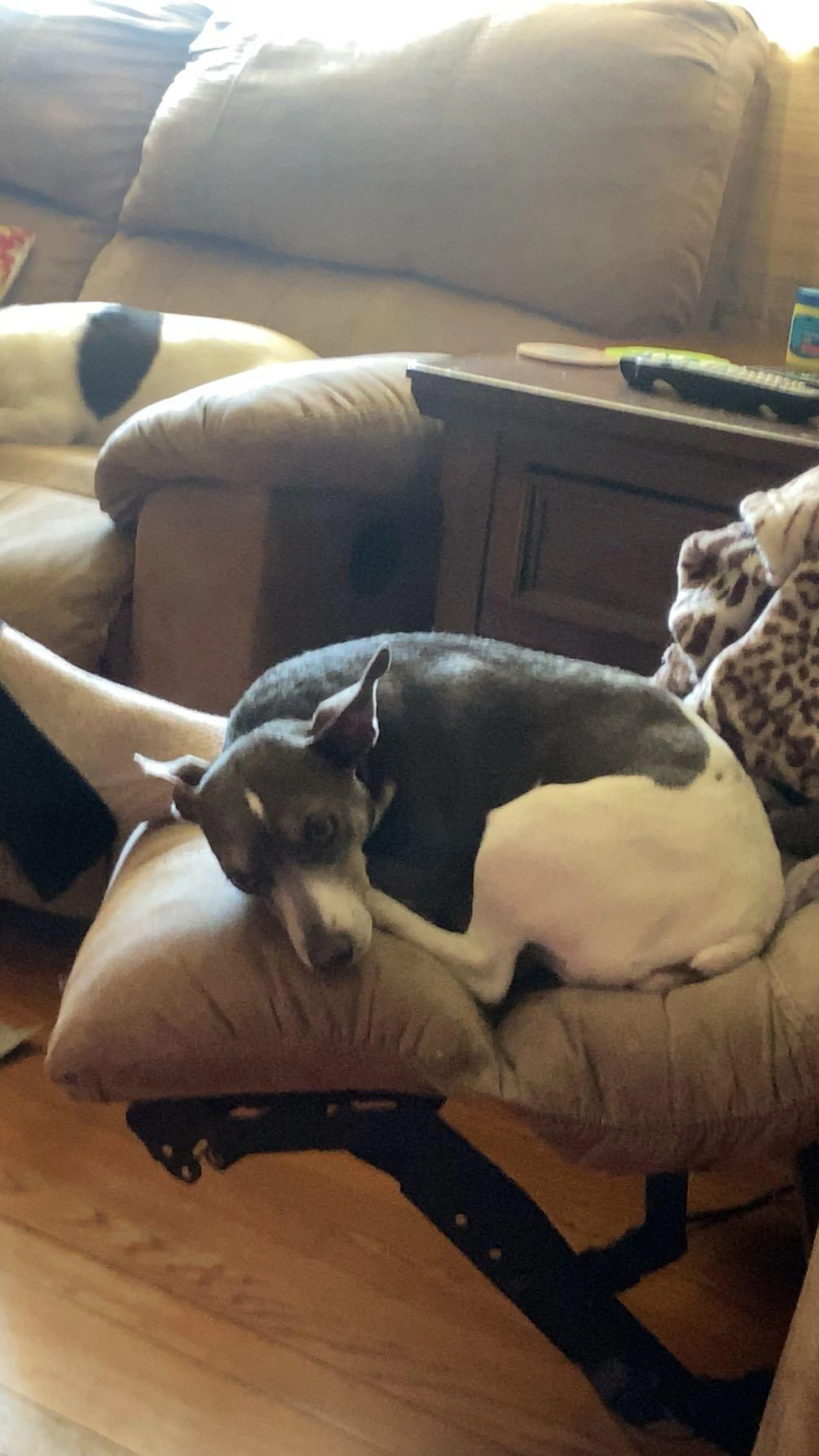 Lost pet