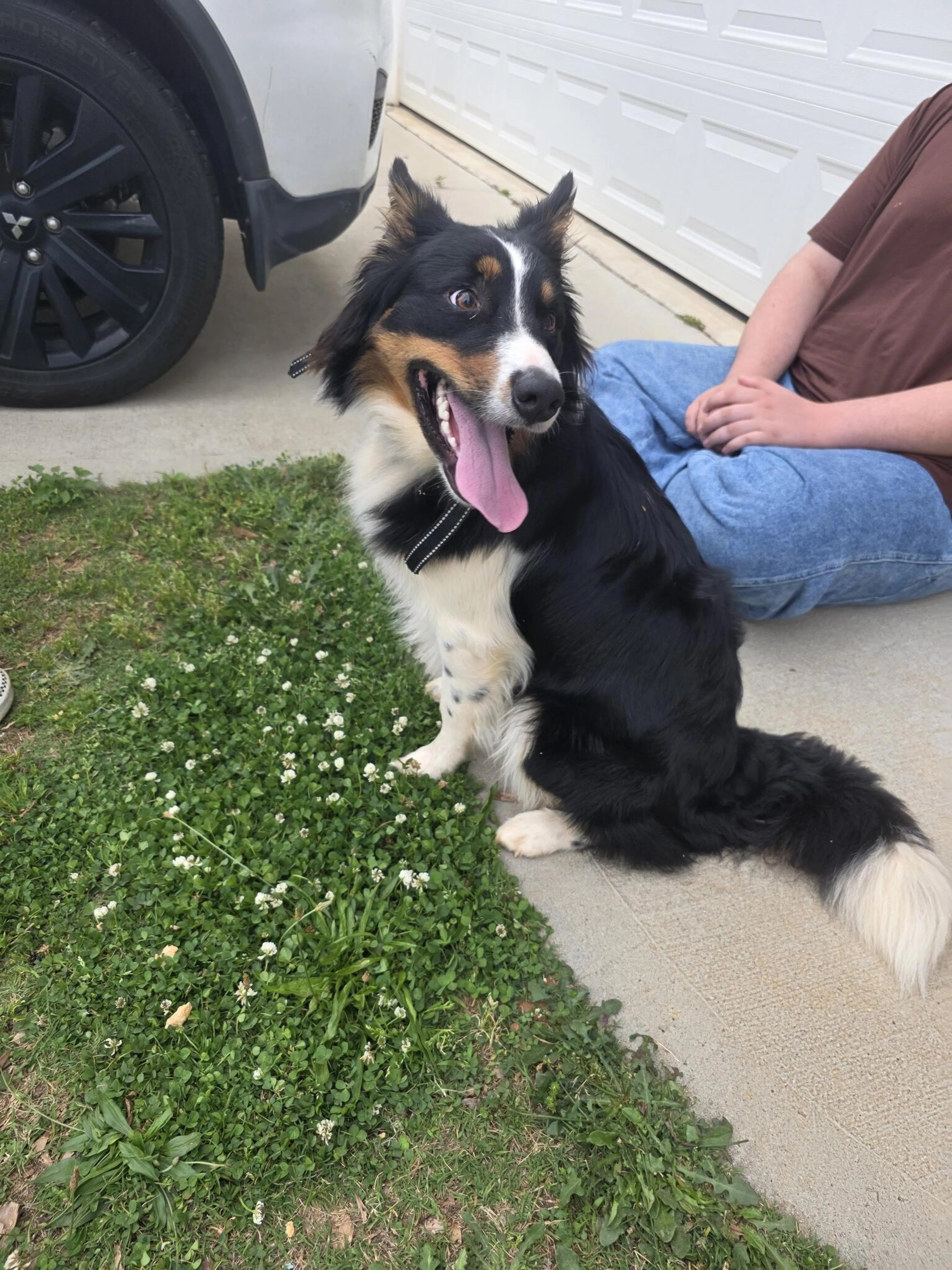 Found pet