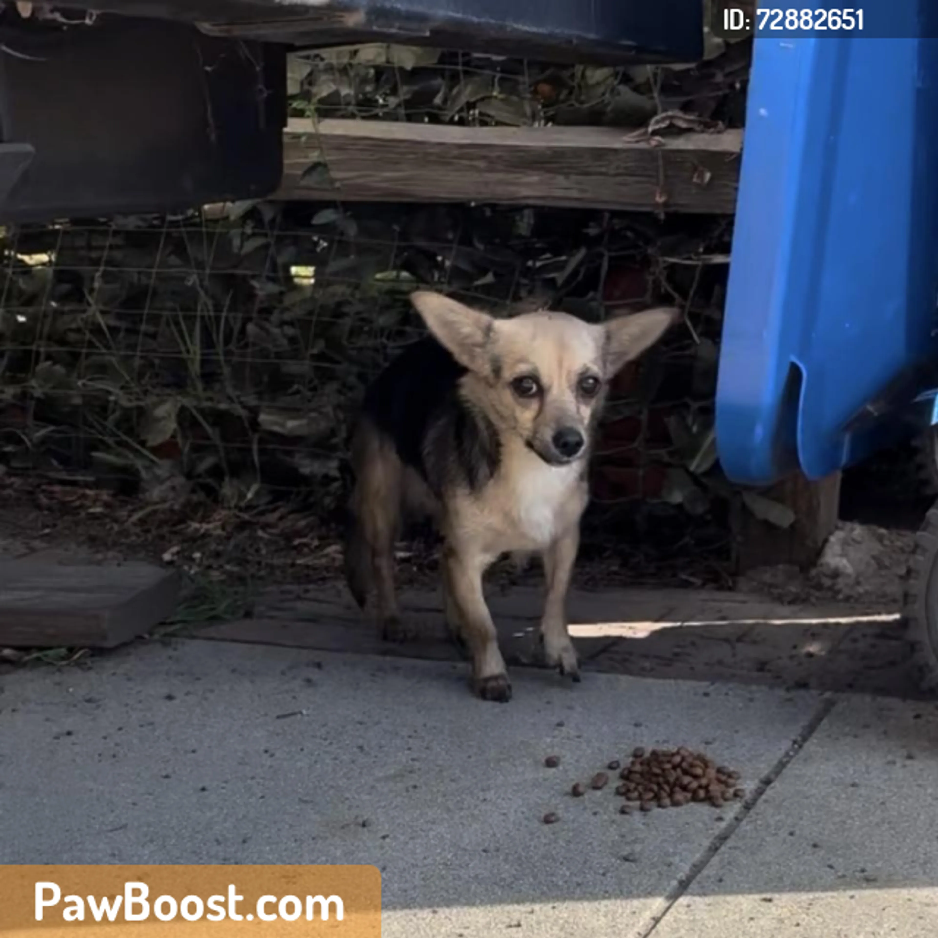 Found pet