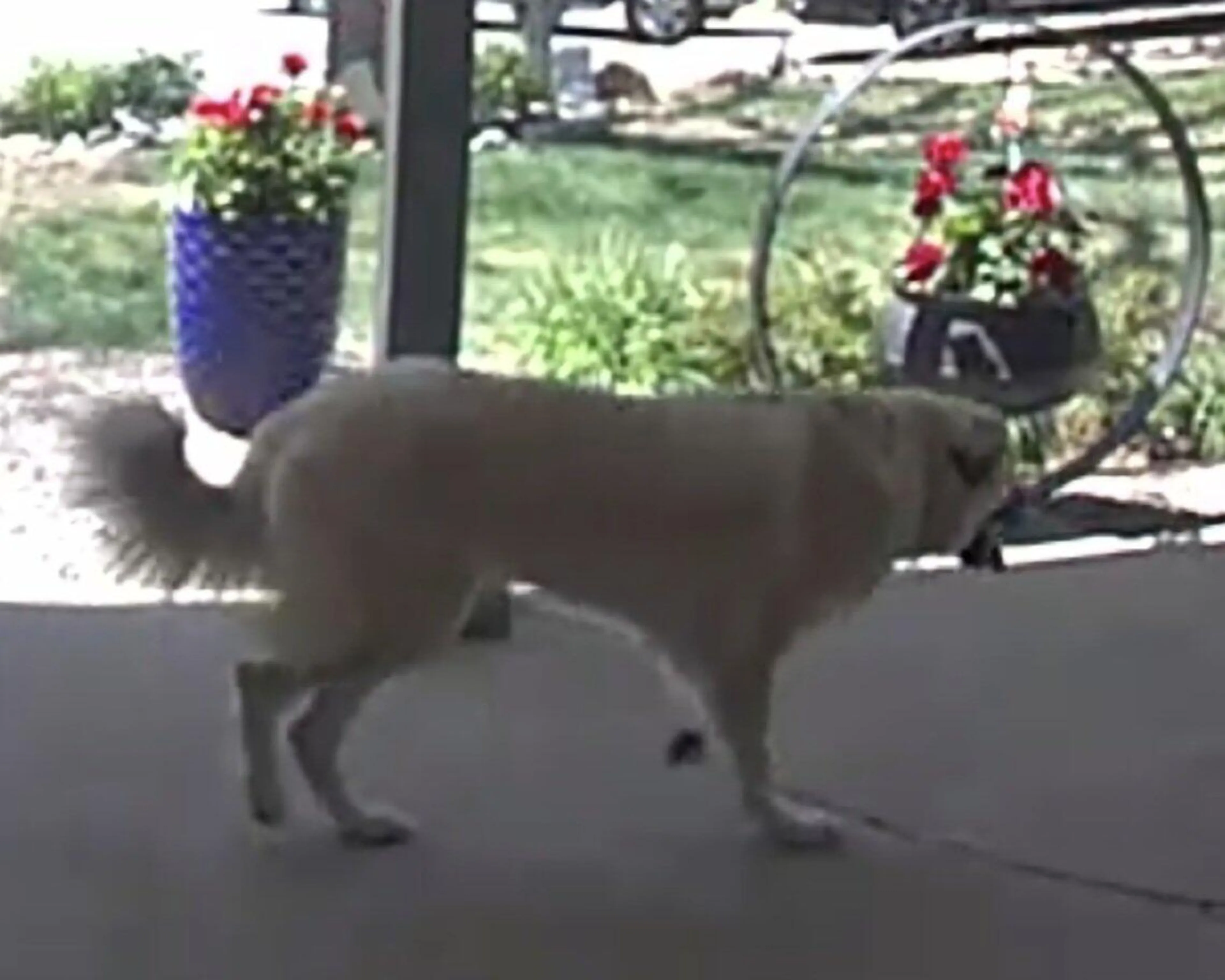 Found pet