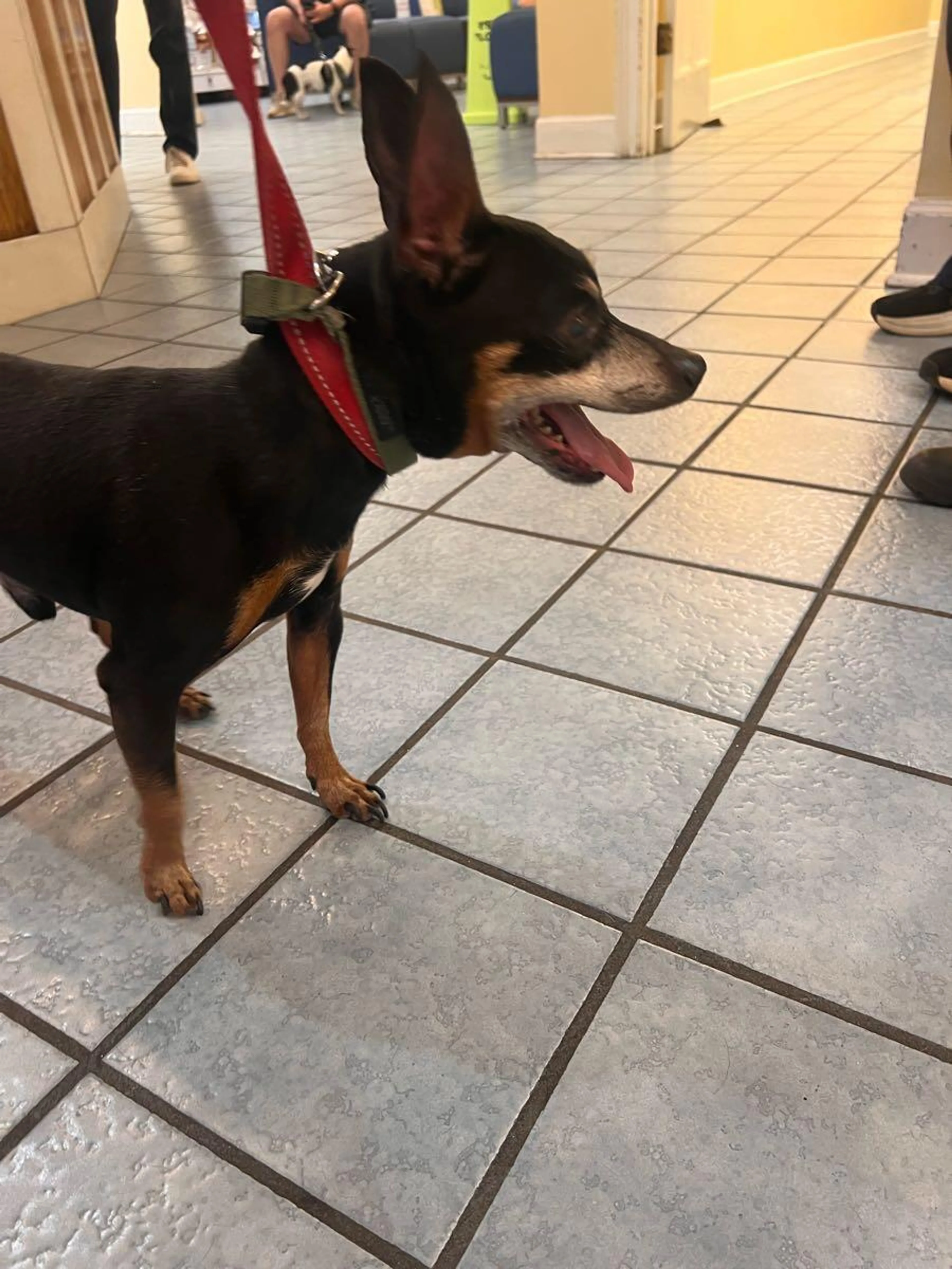 Found pet