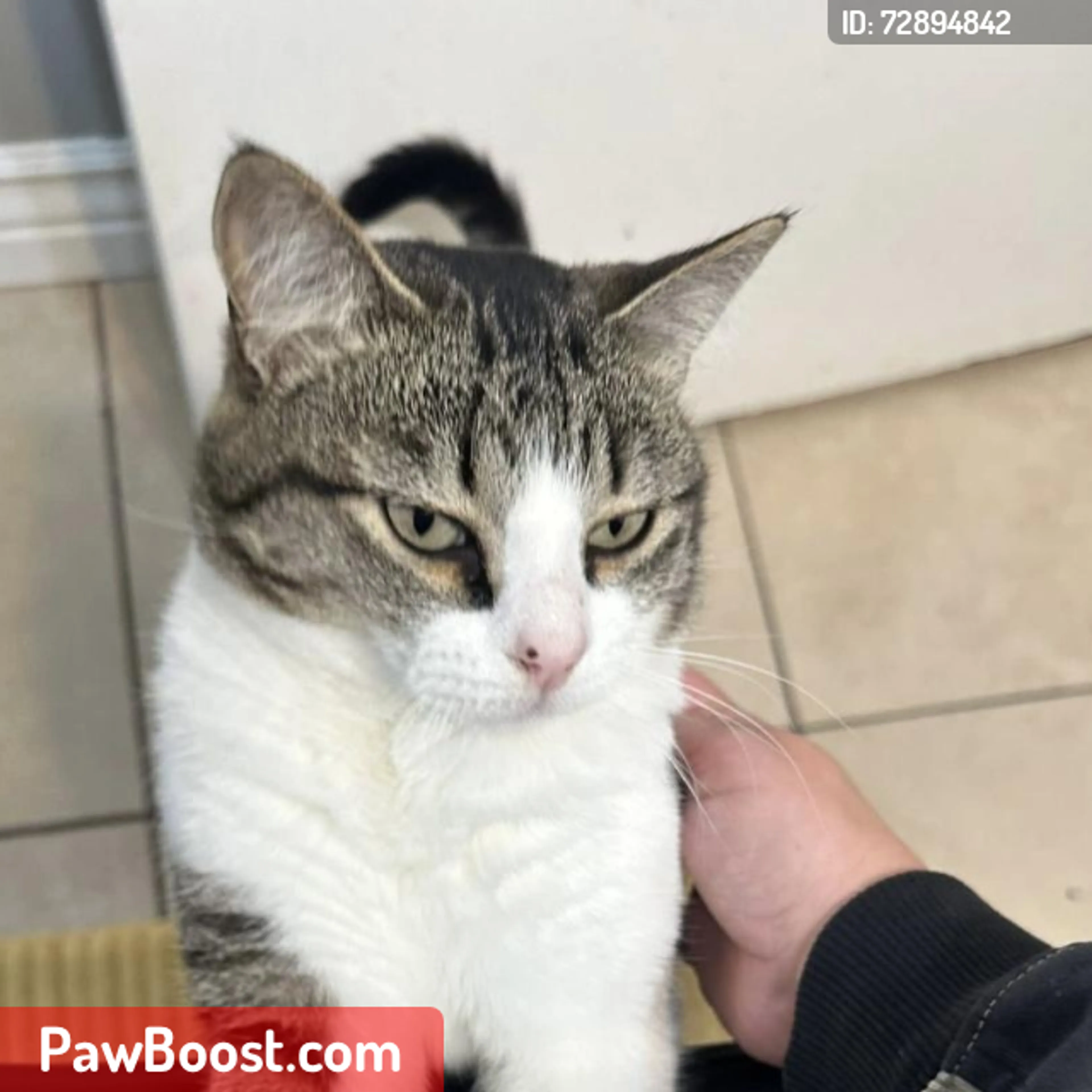 Lost pet