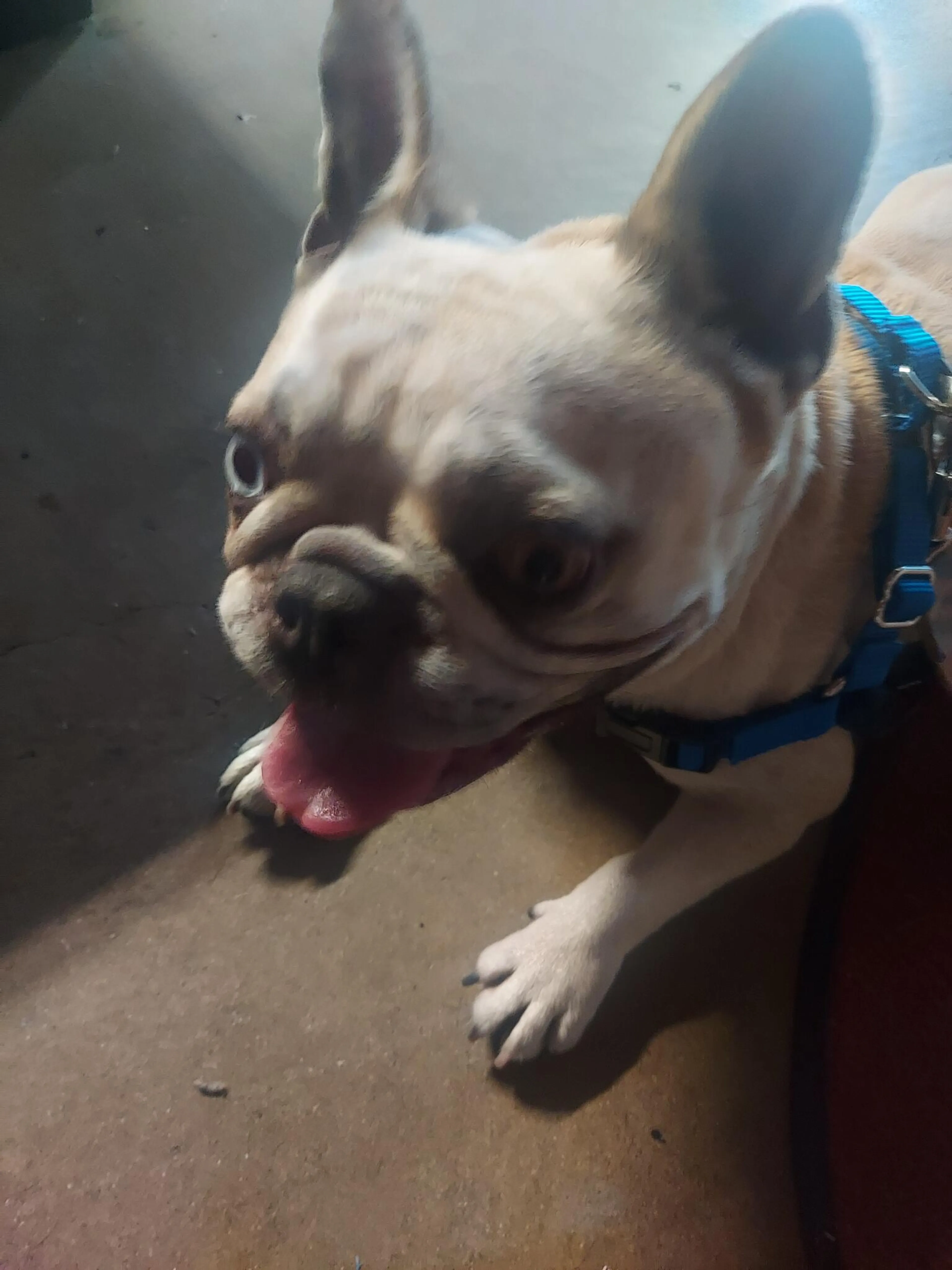Found pet