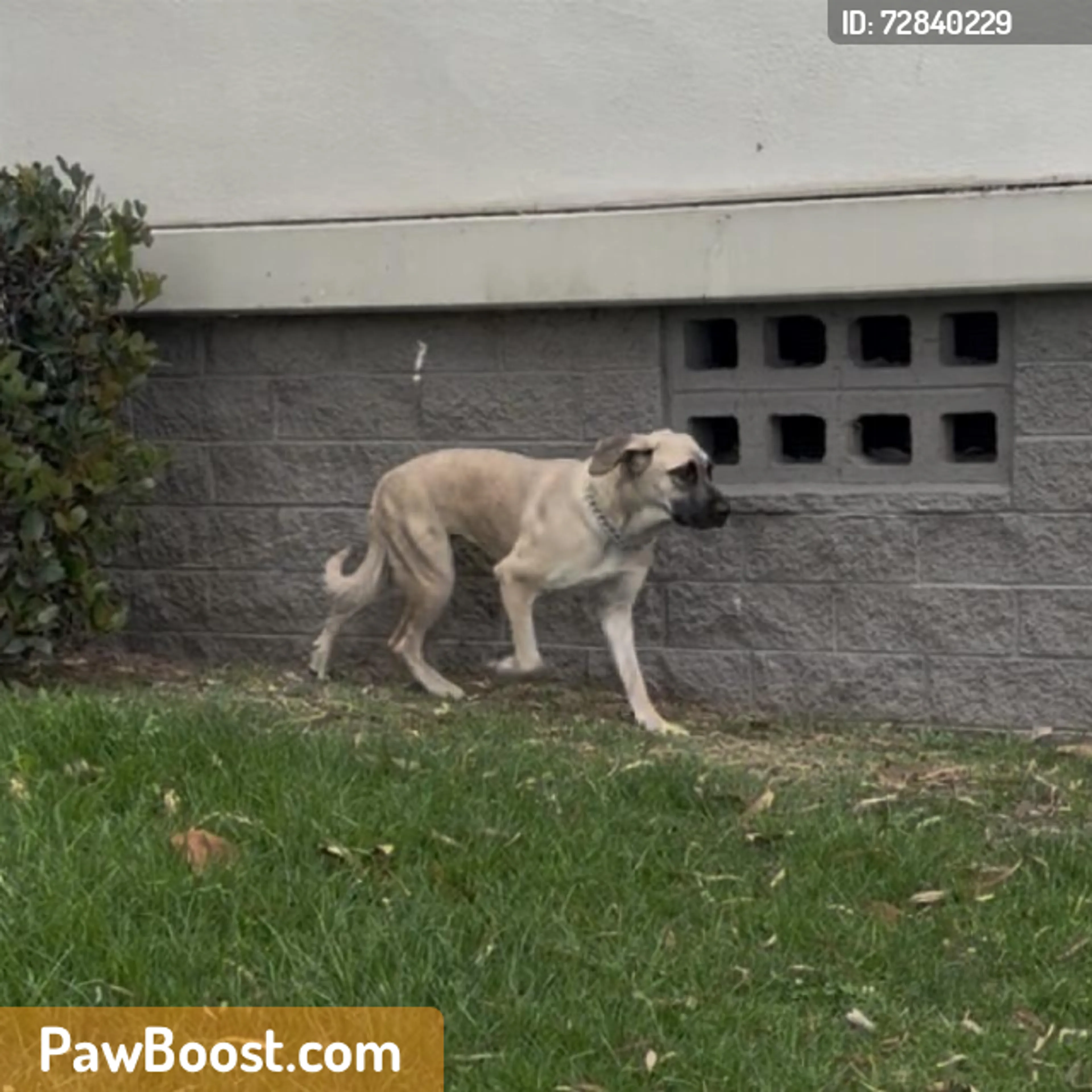 Found pet