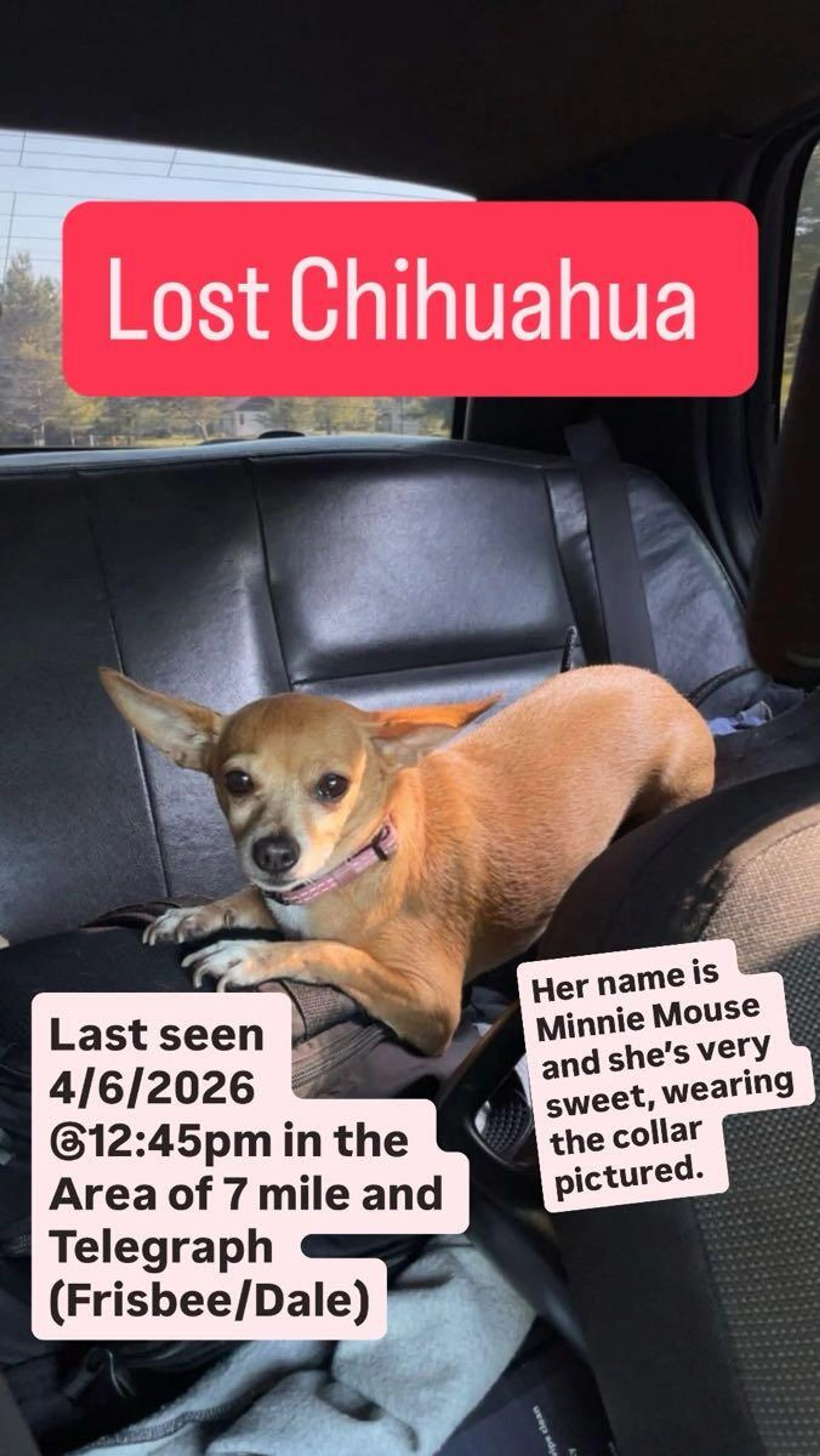 Lost pet