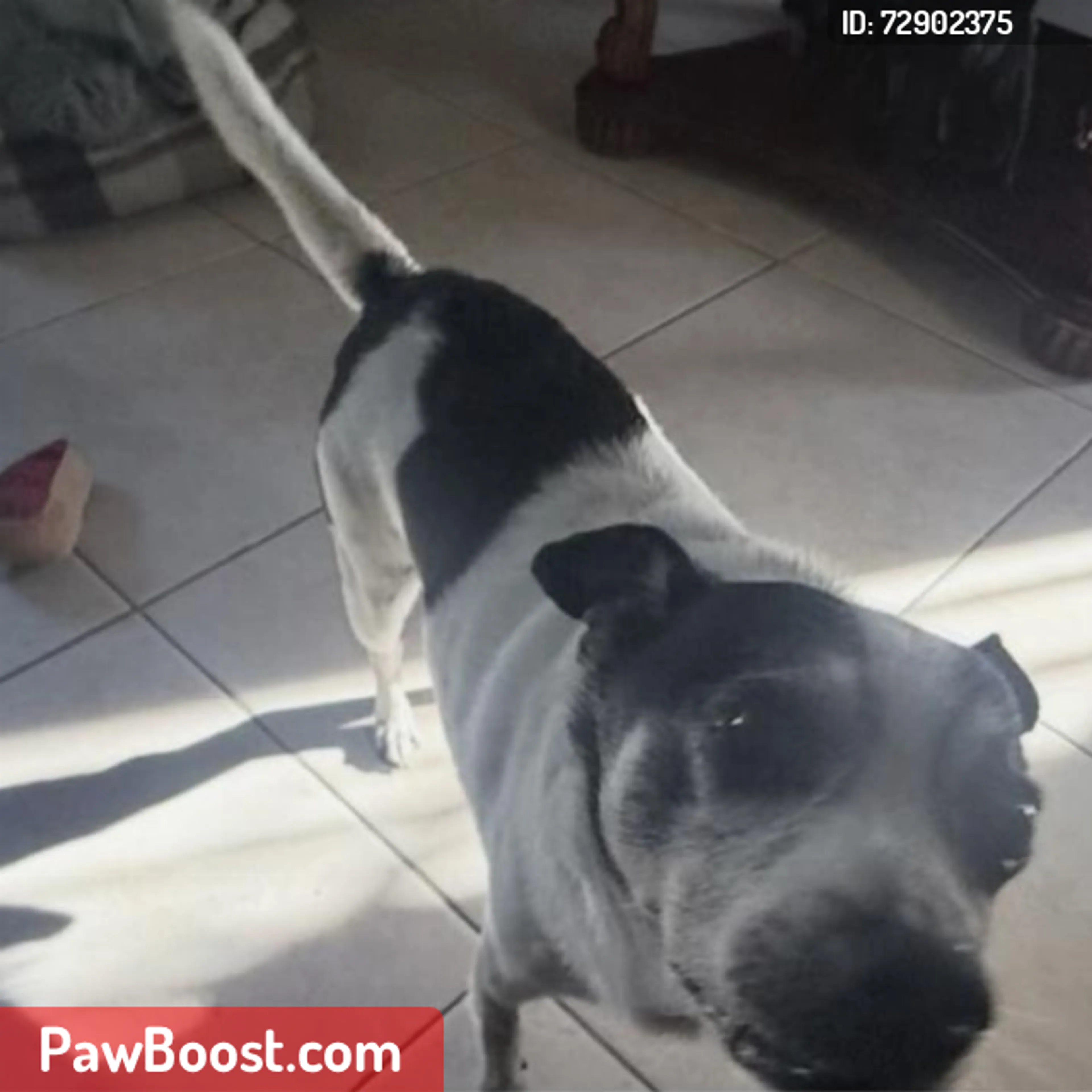 Lost pet