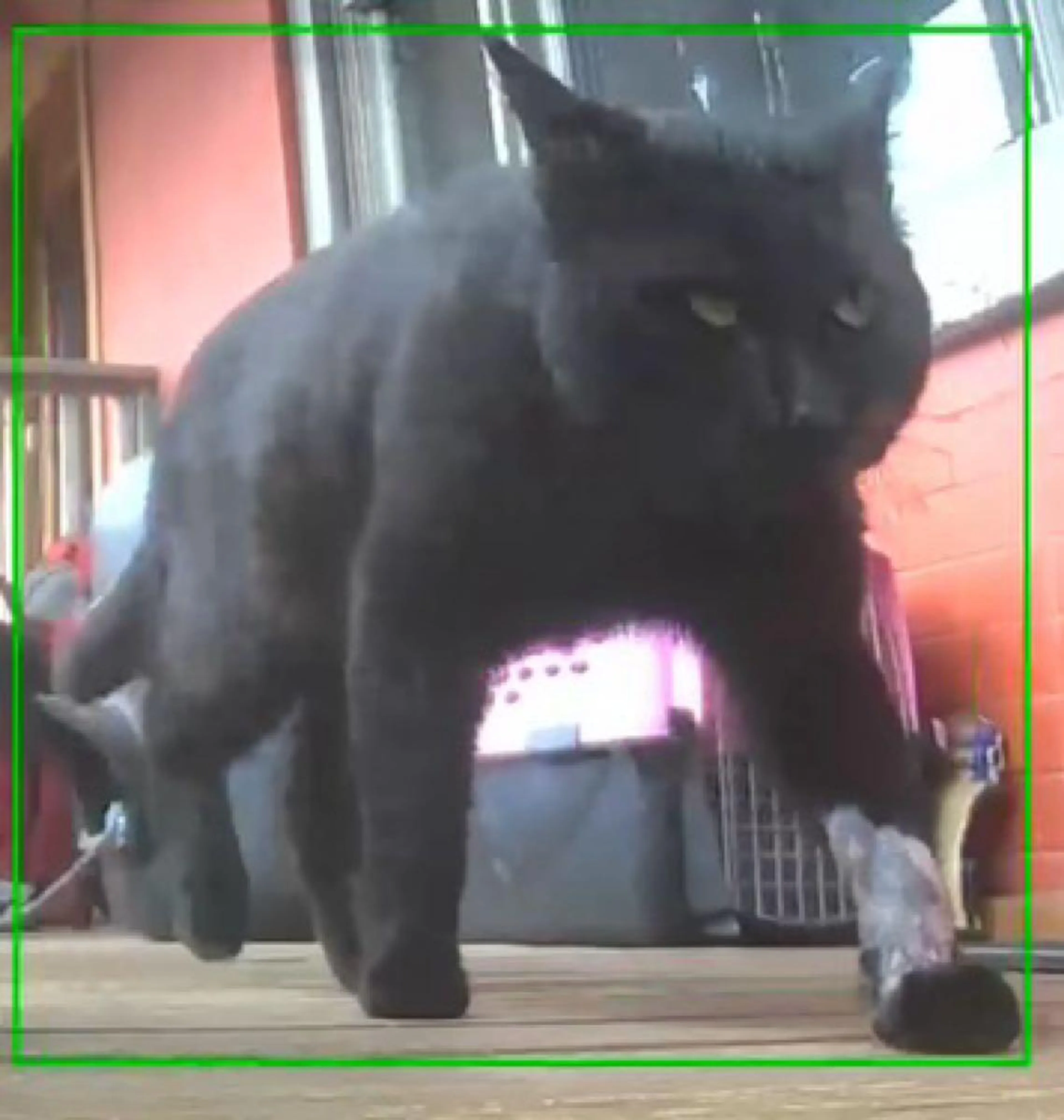 Found pet