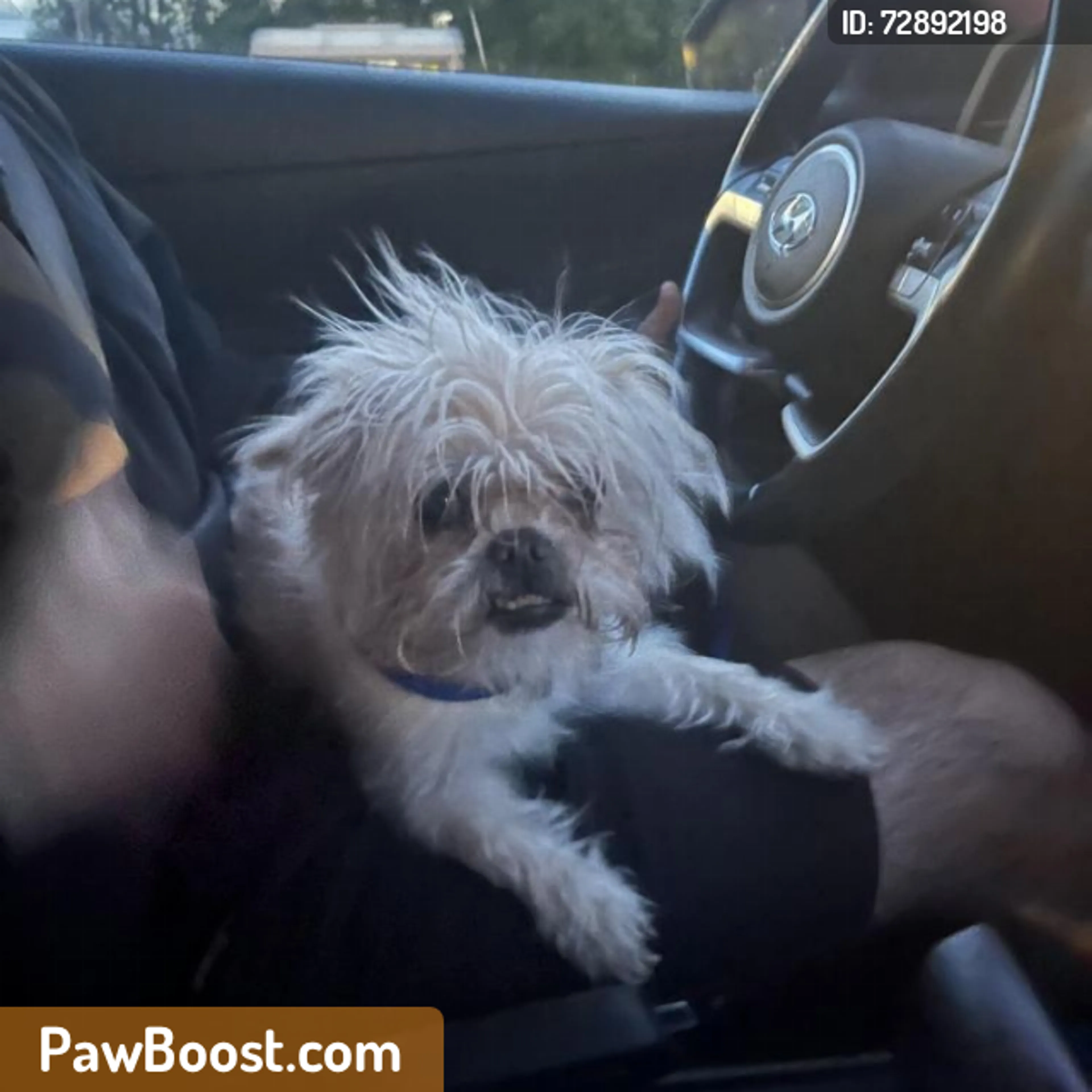 Found pet