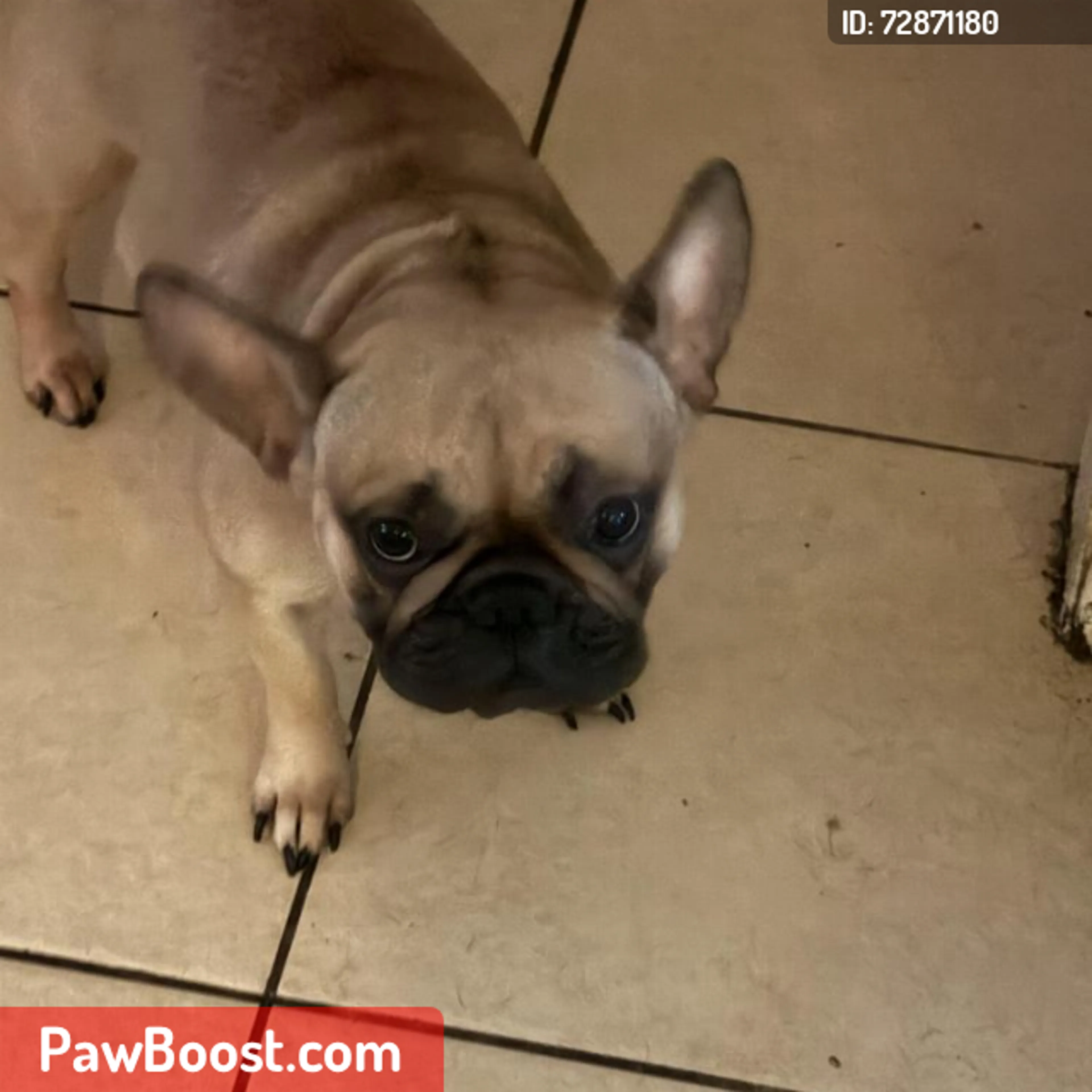 Lost pet
