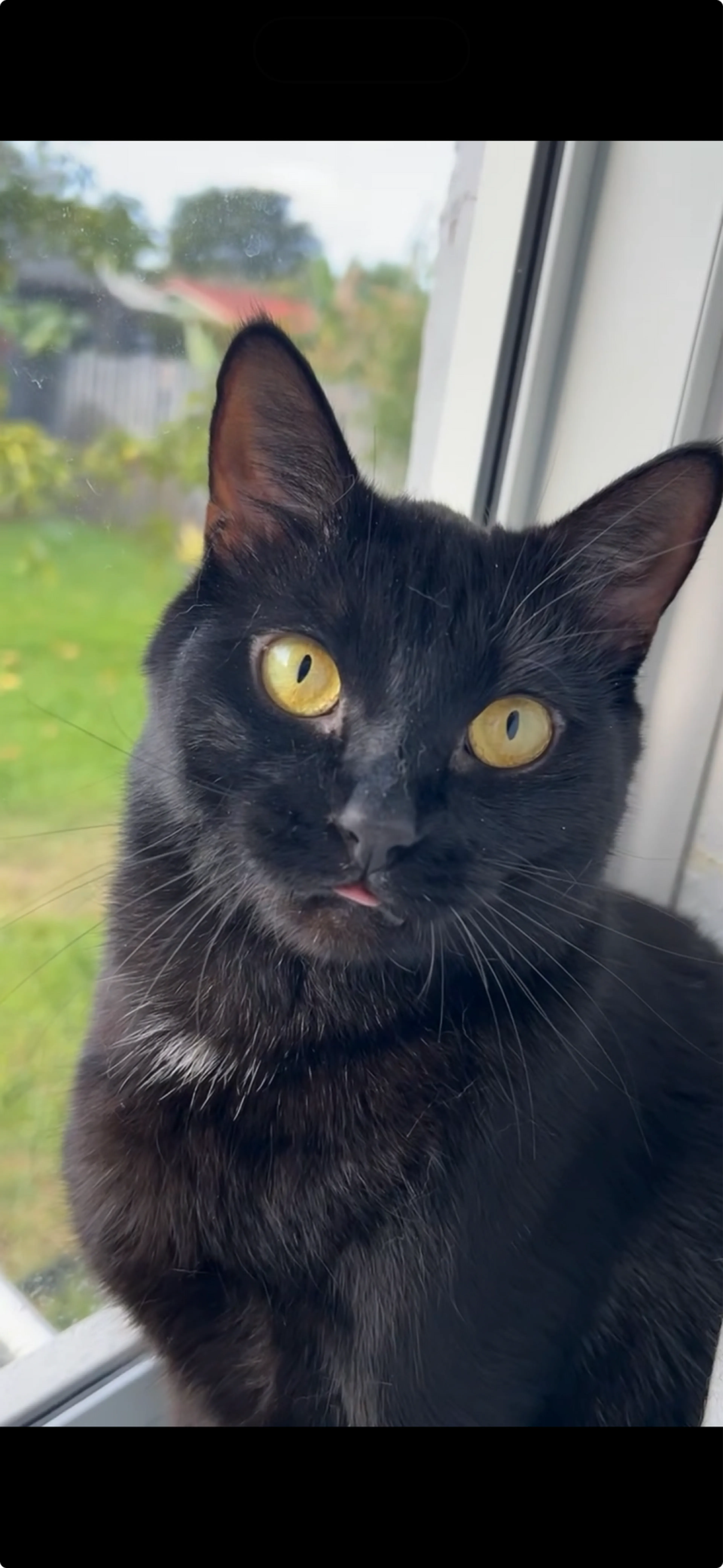 Lost pet