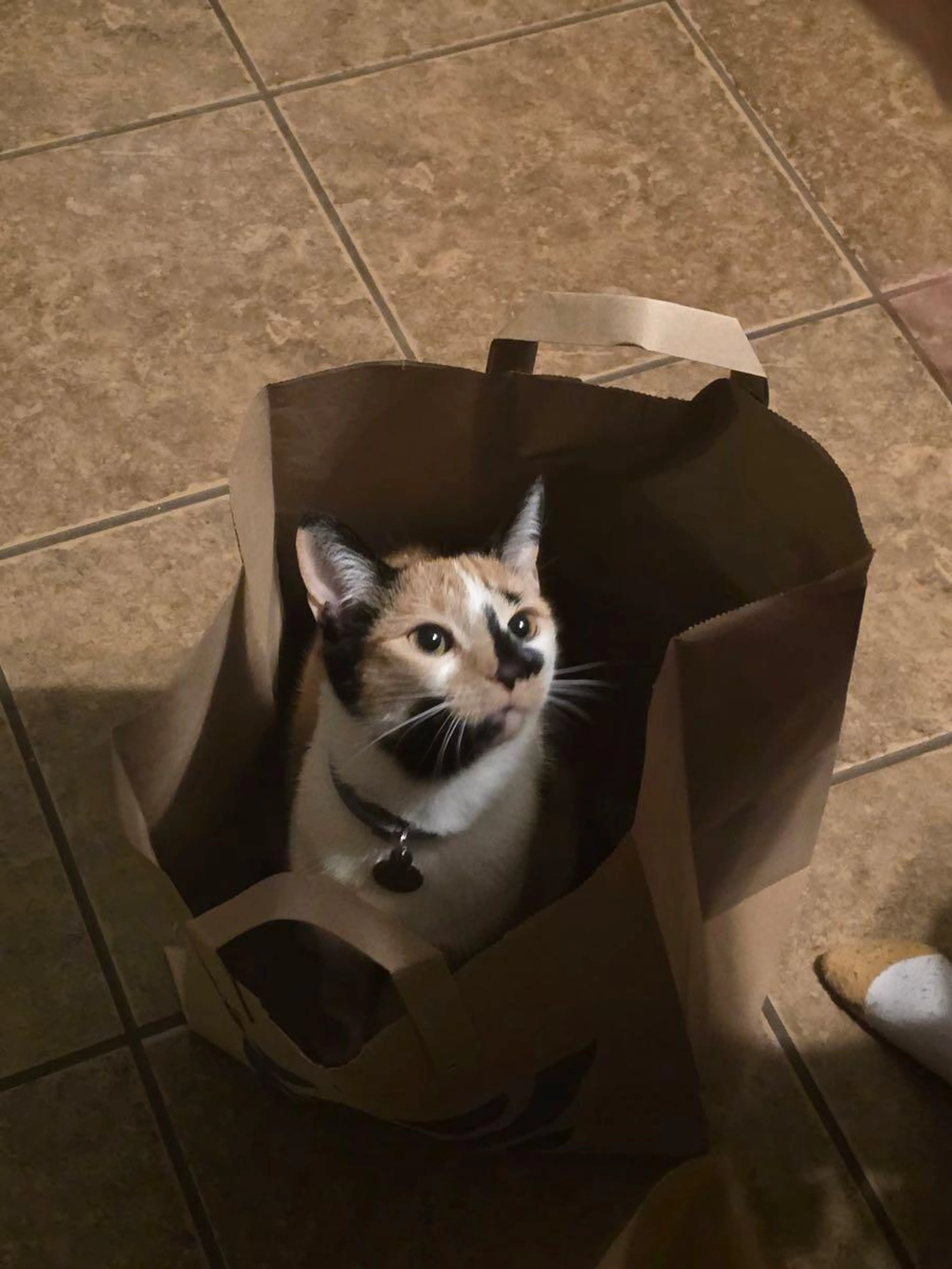 Lost pet