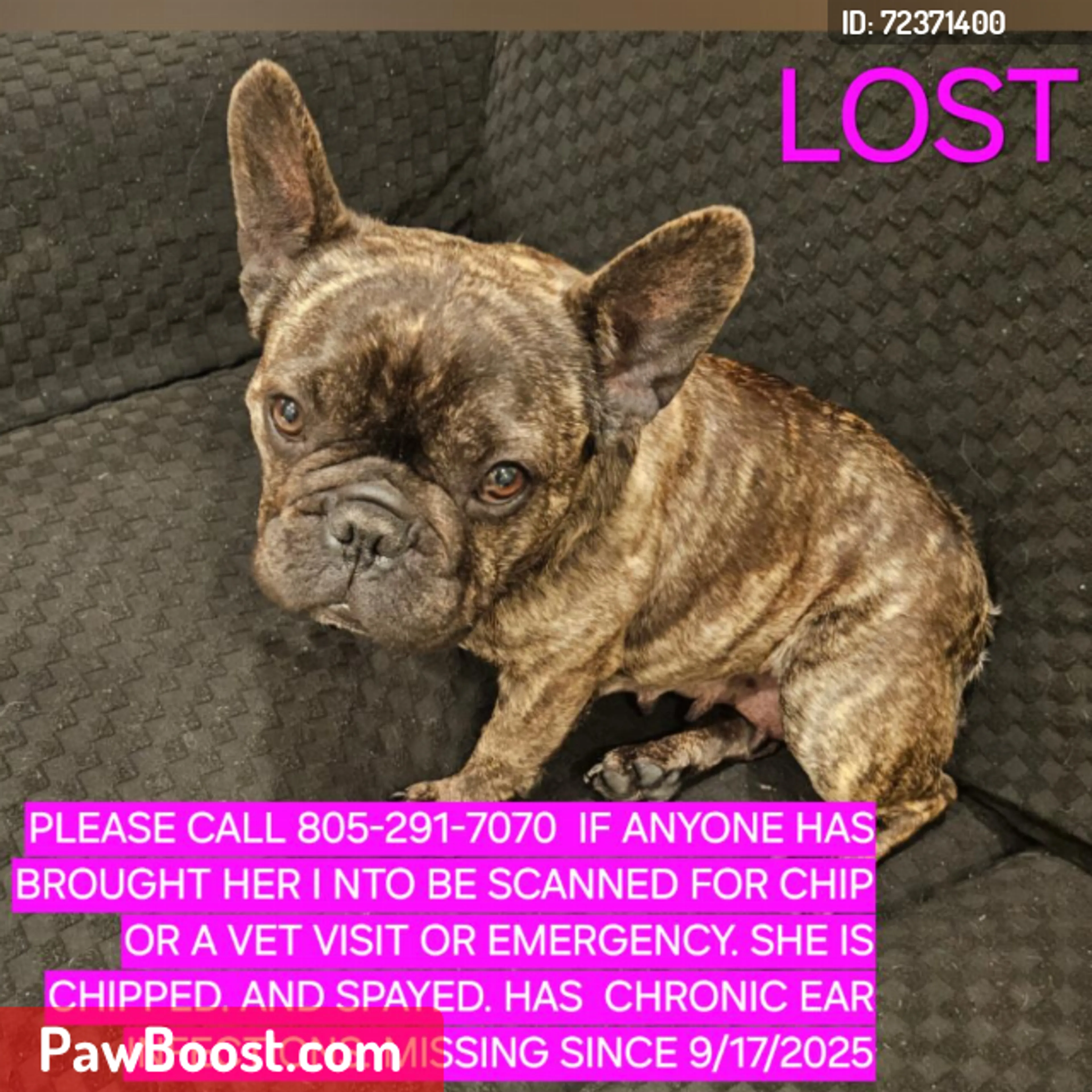Lost pet