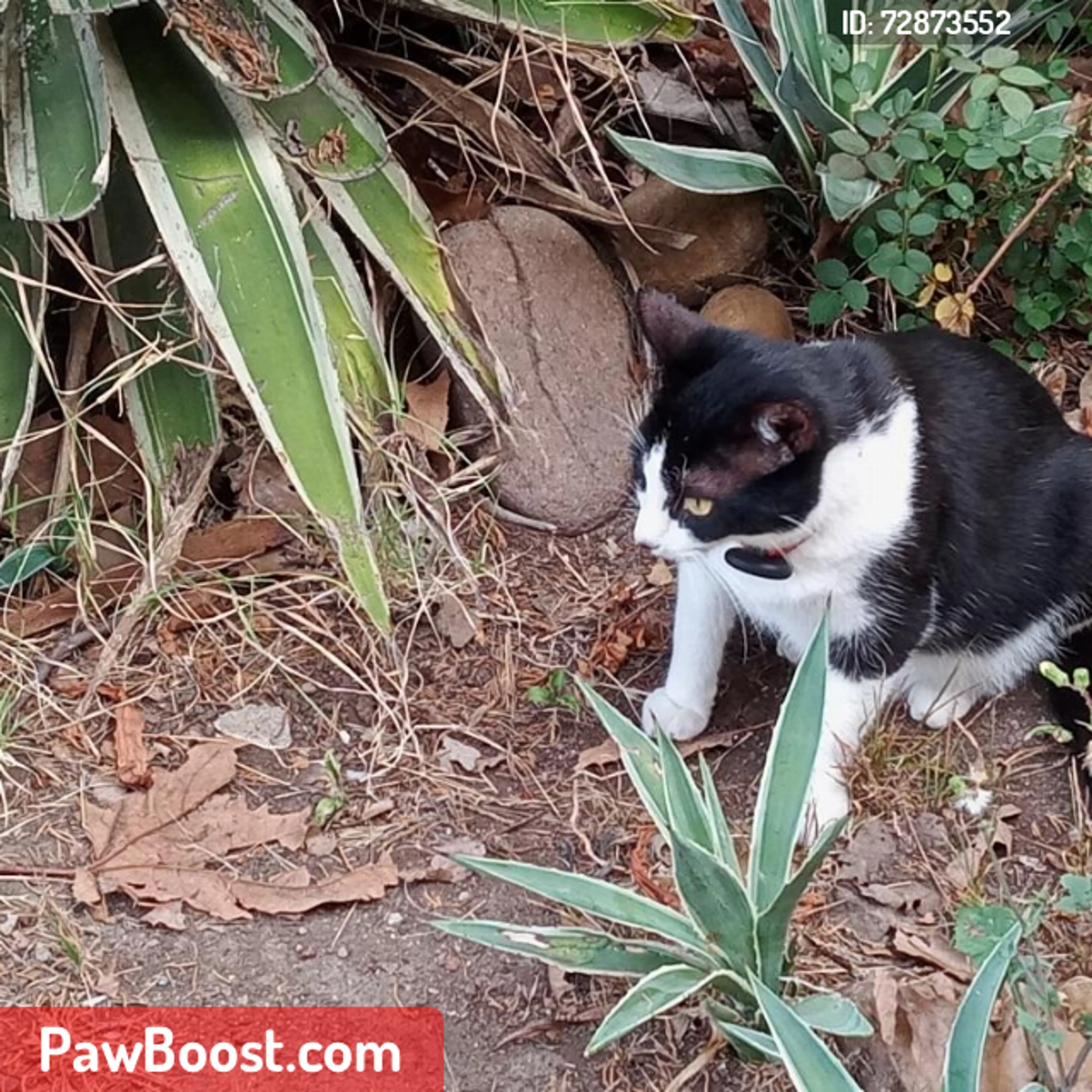 Lost pet