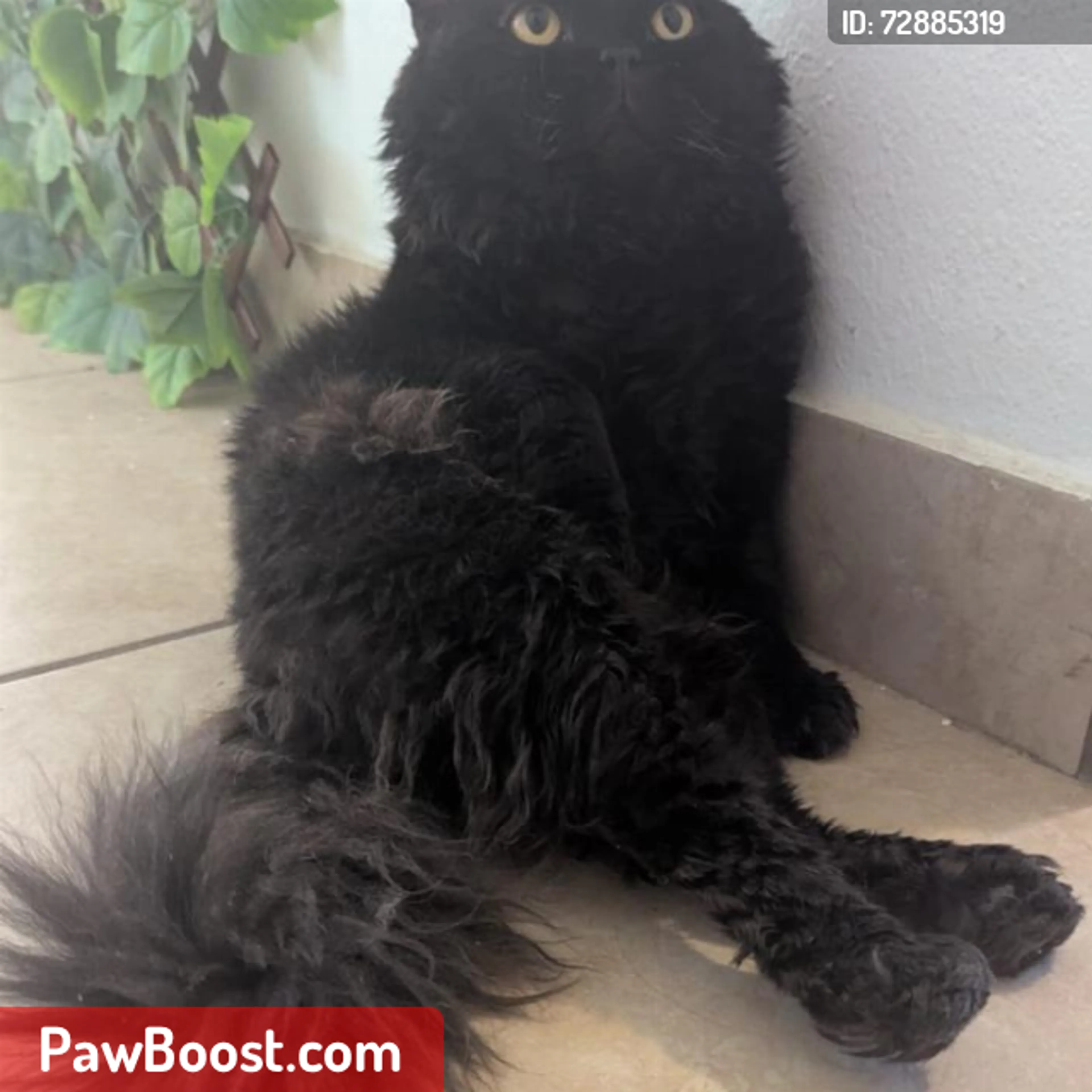 Lost pet