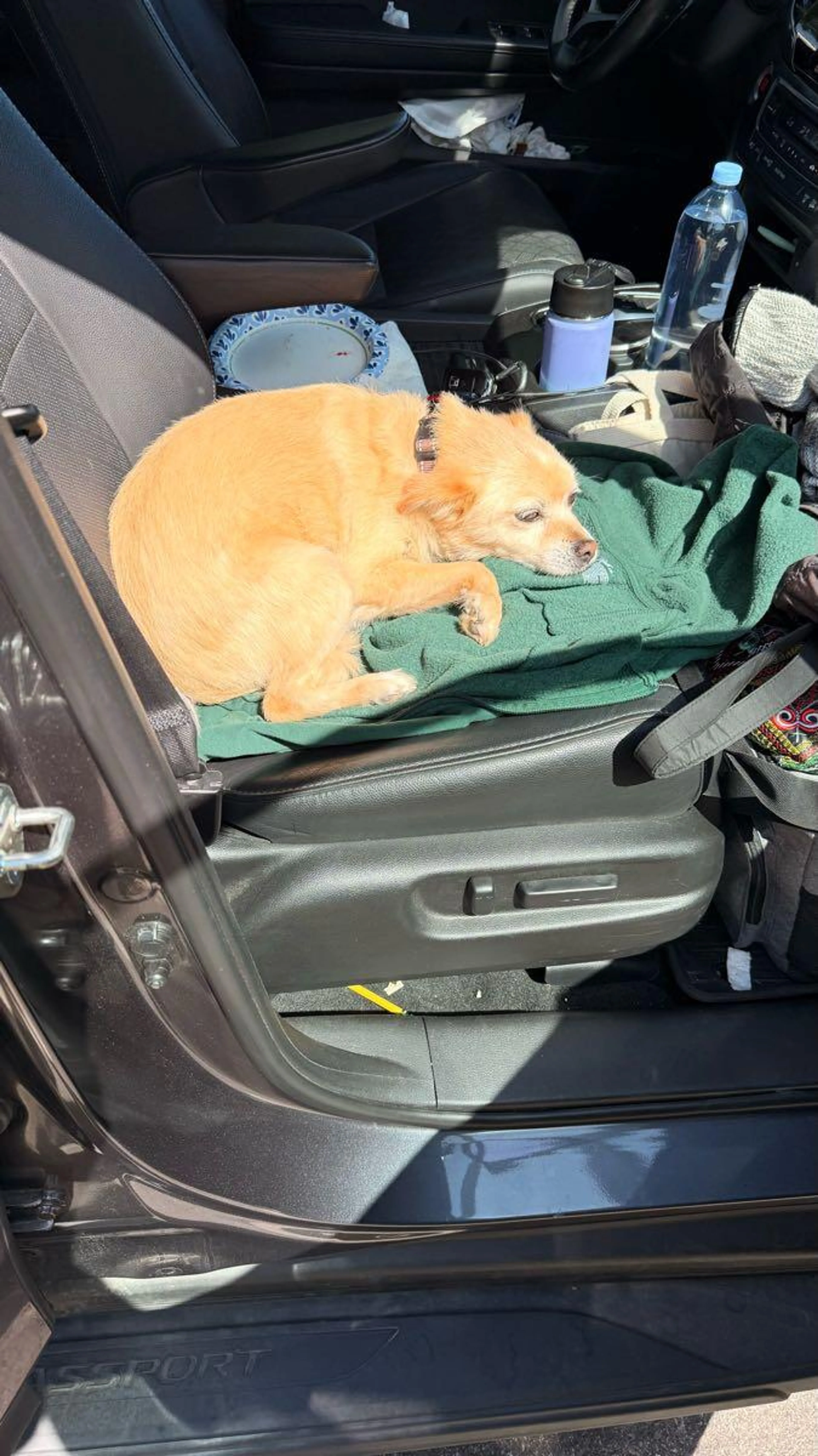 Found pet