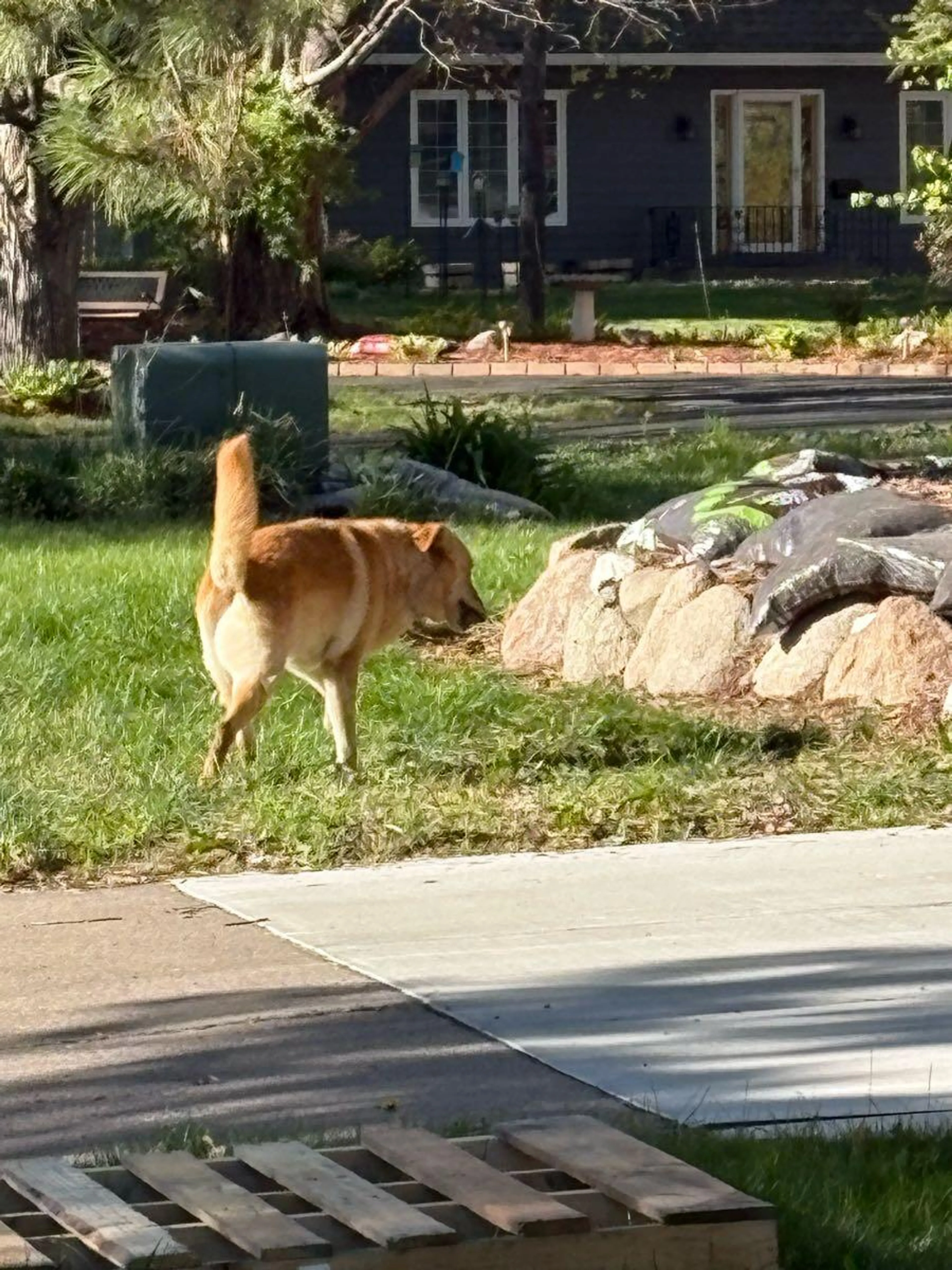 Found pet