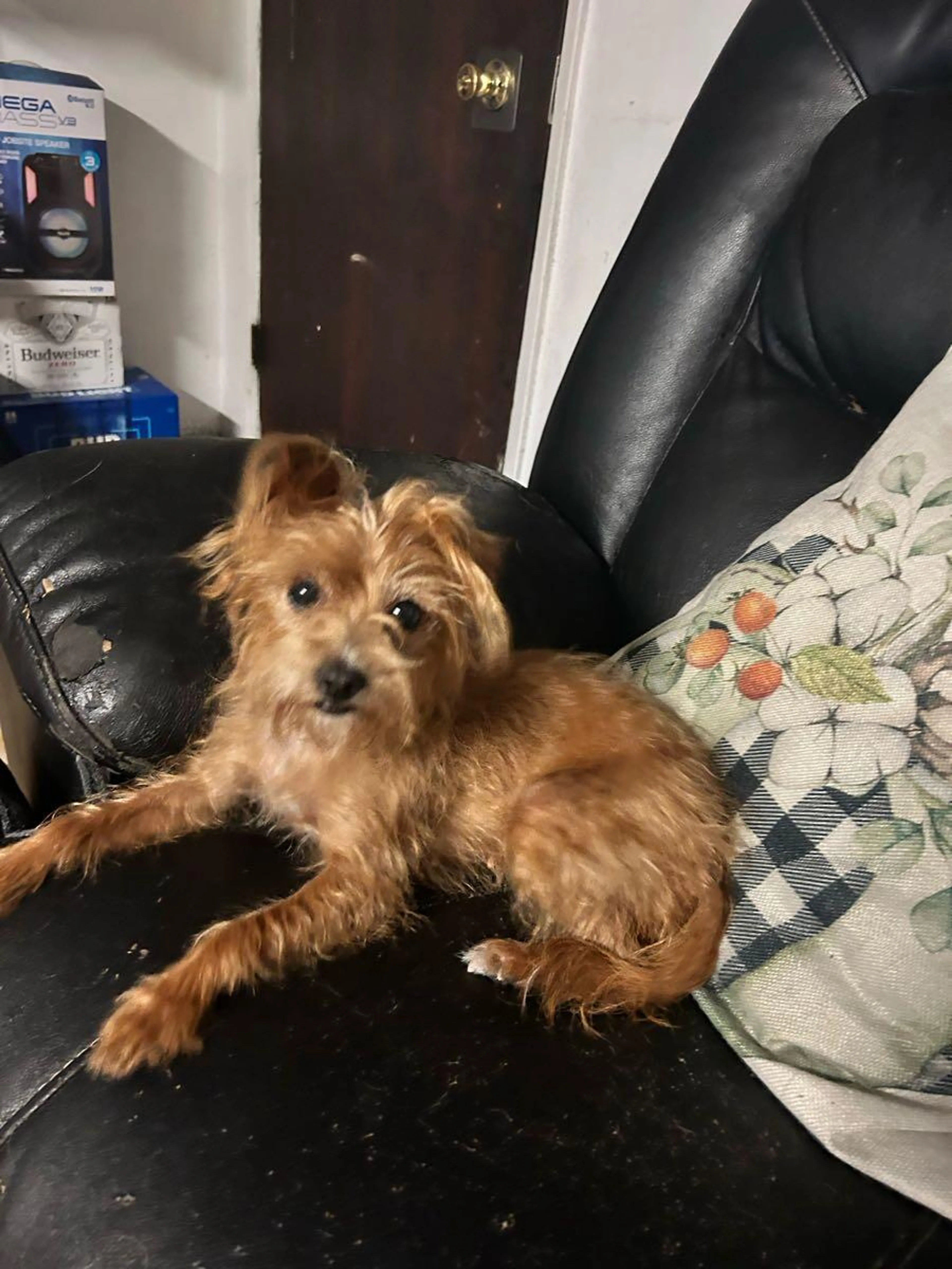 Found pet