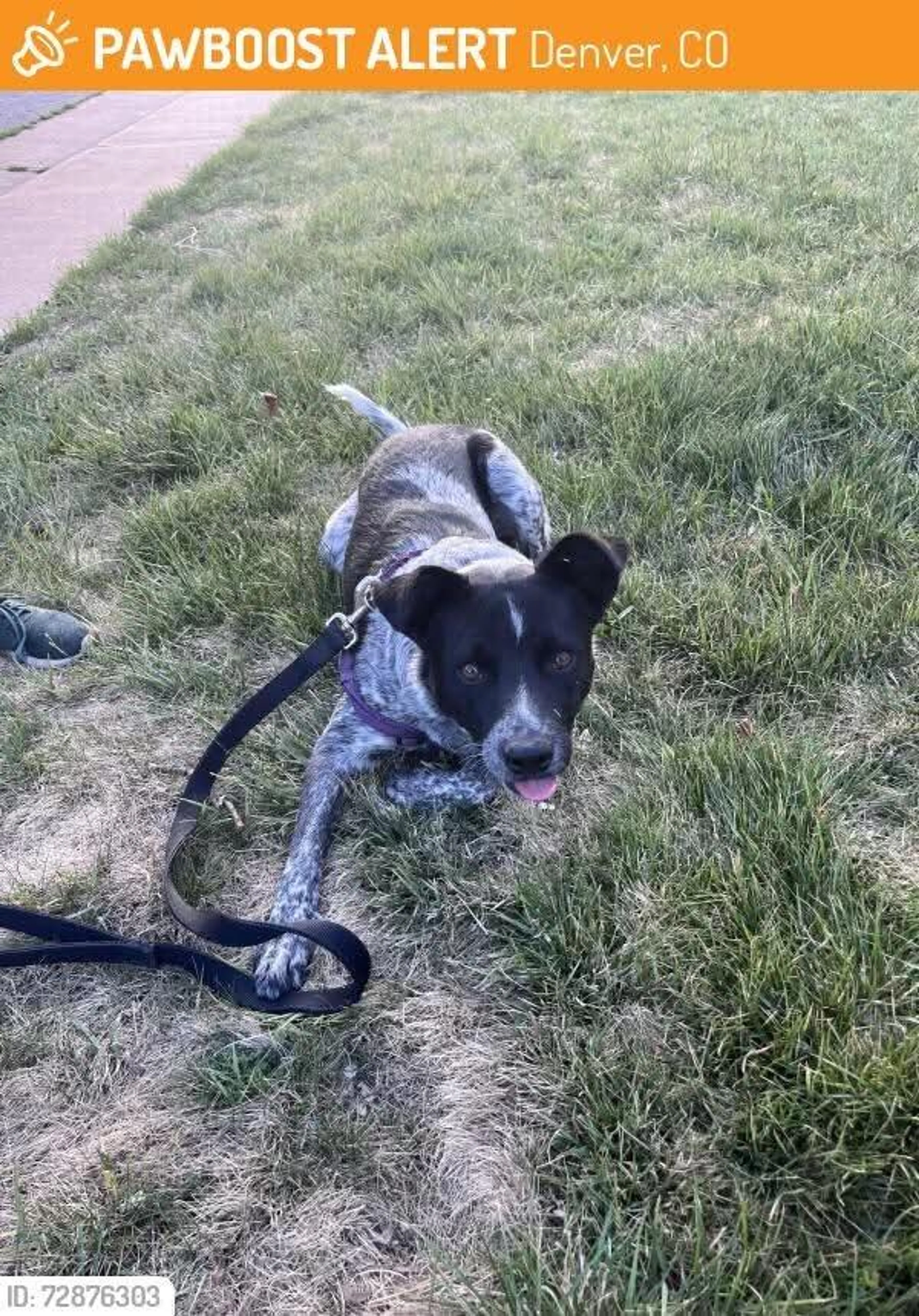 Found pet