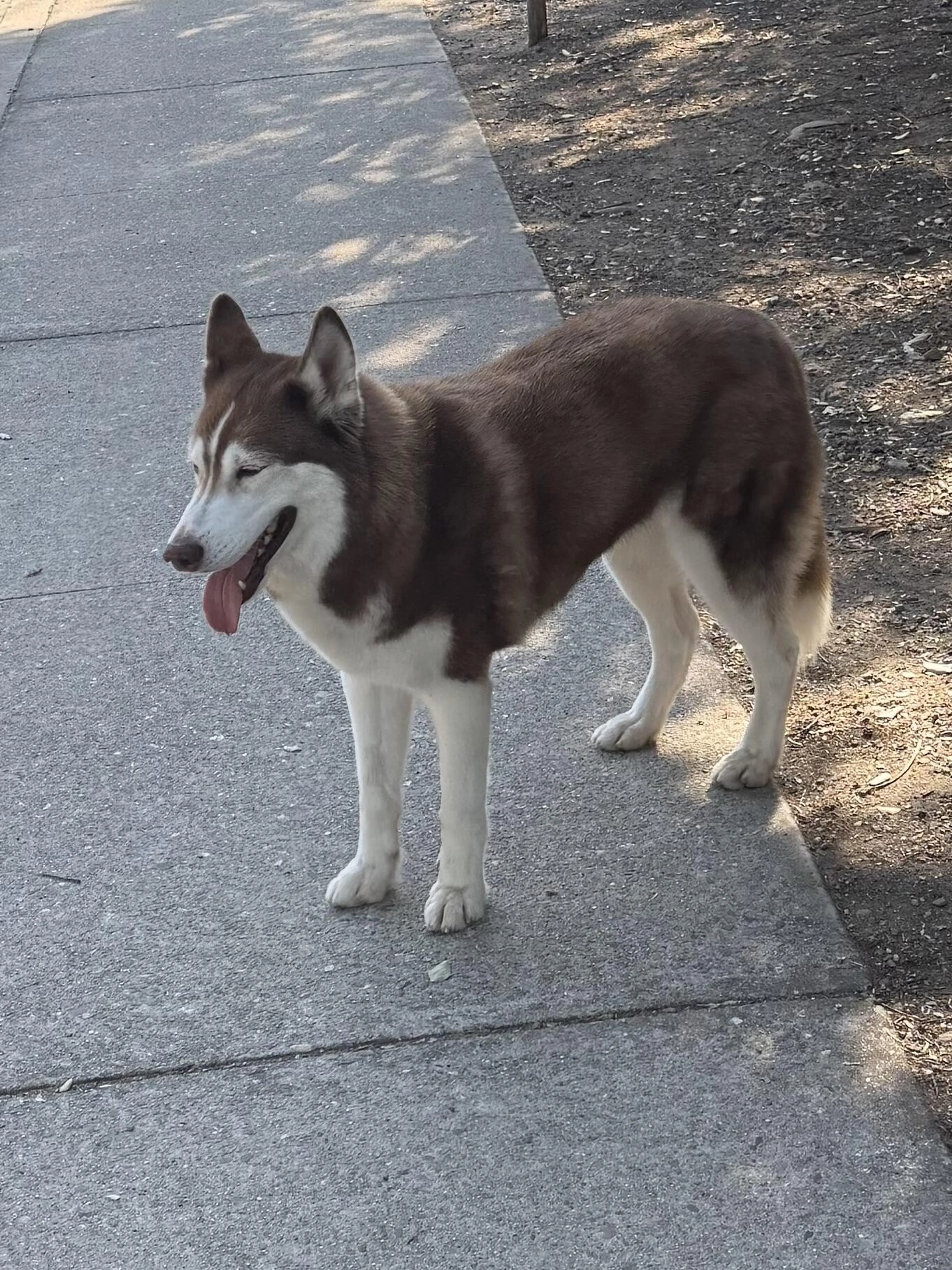 Found pet