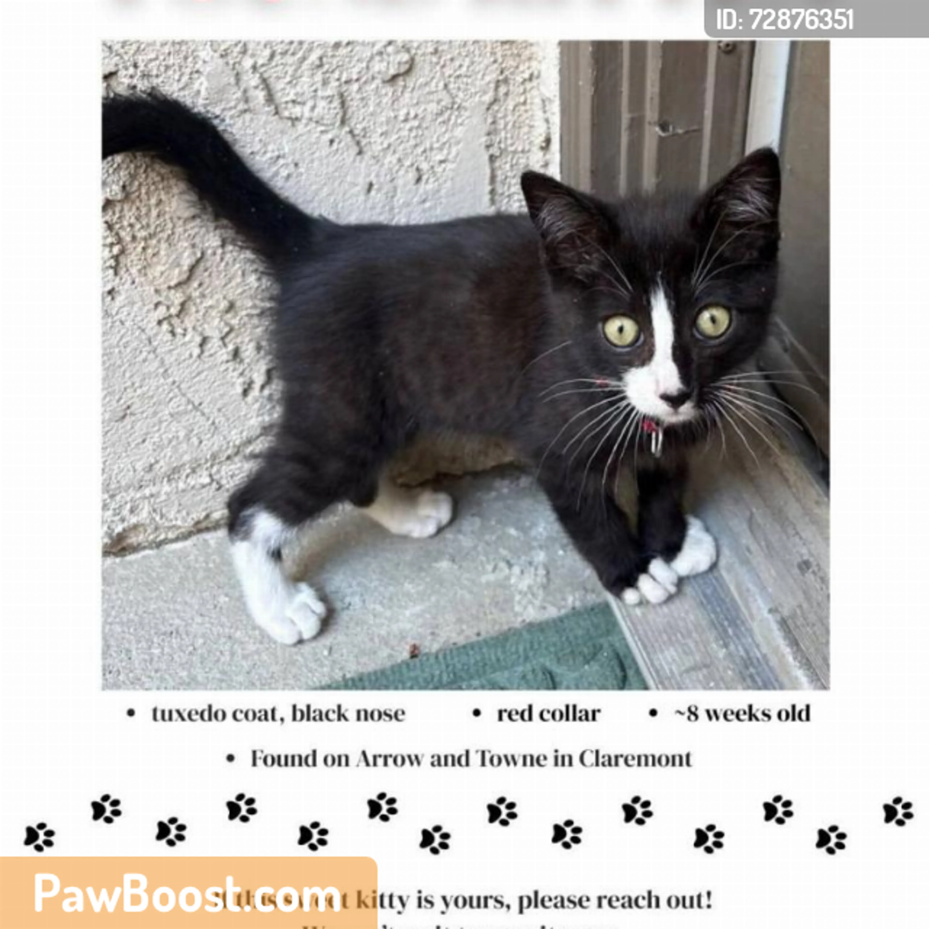 Found pet