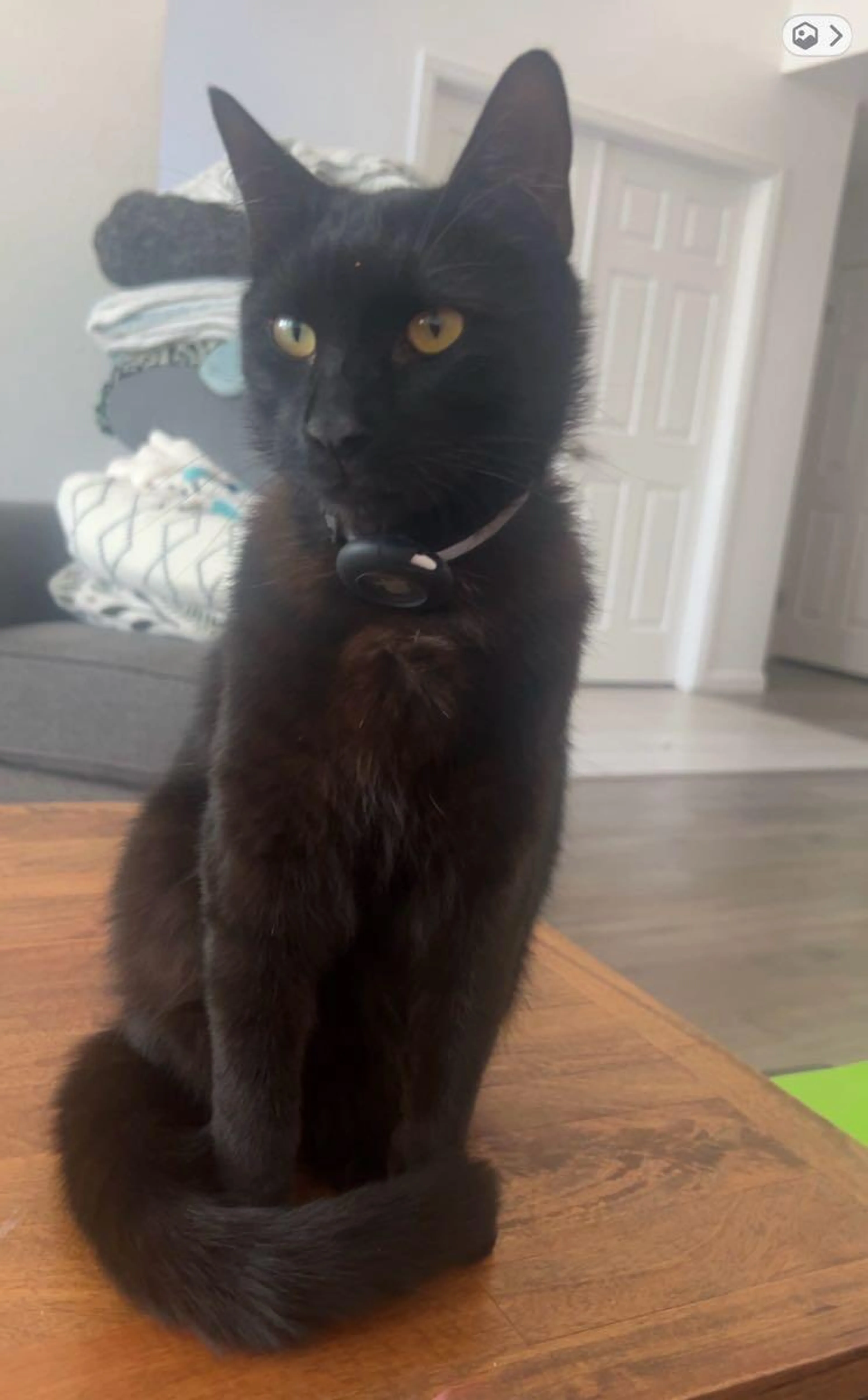 Lost pet