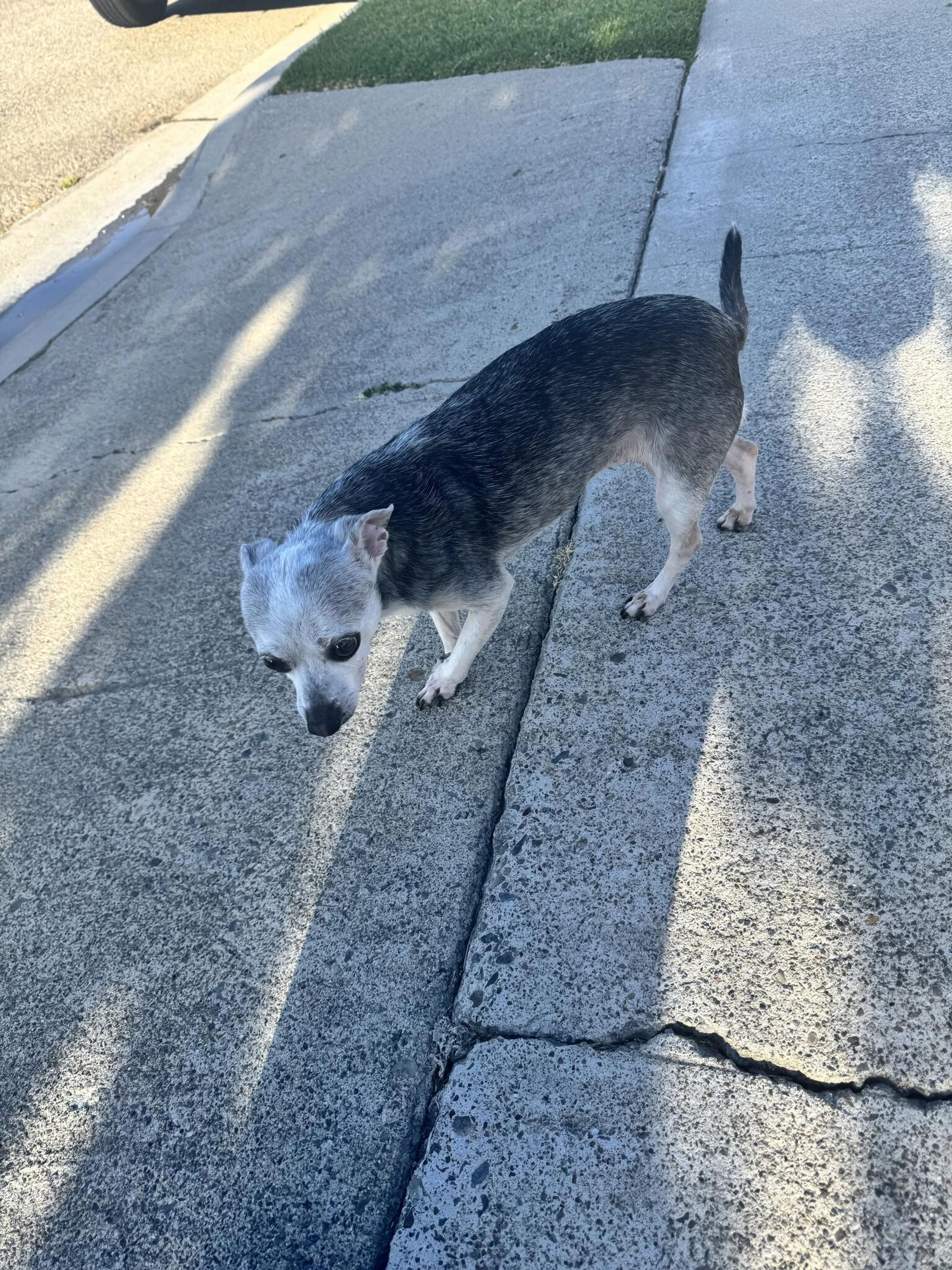 Found pet