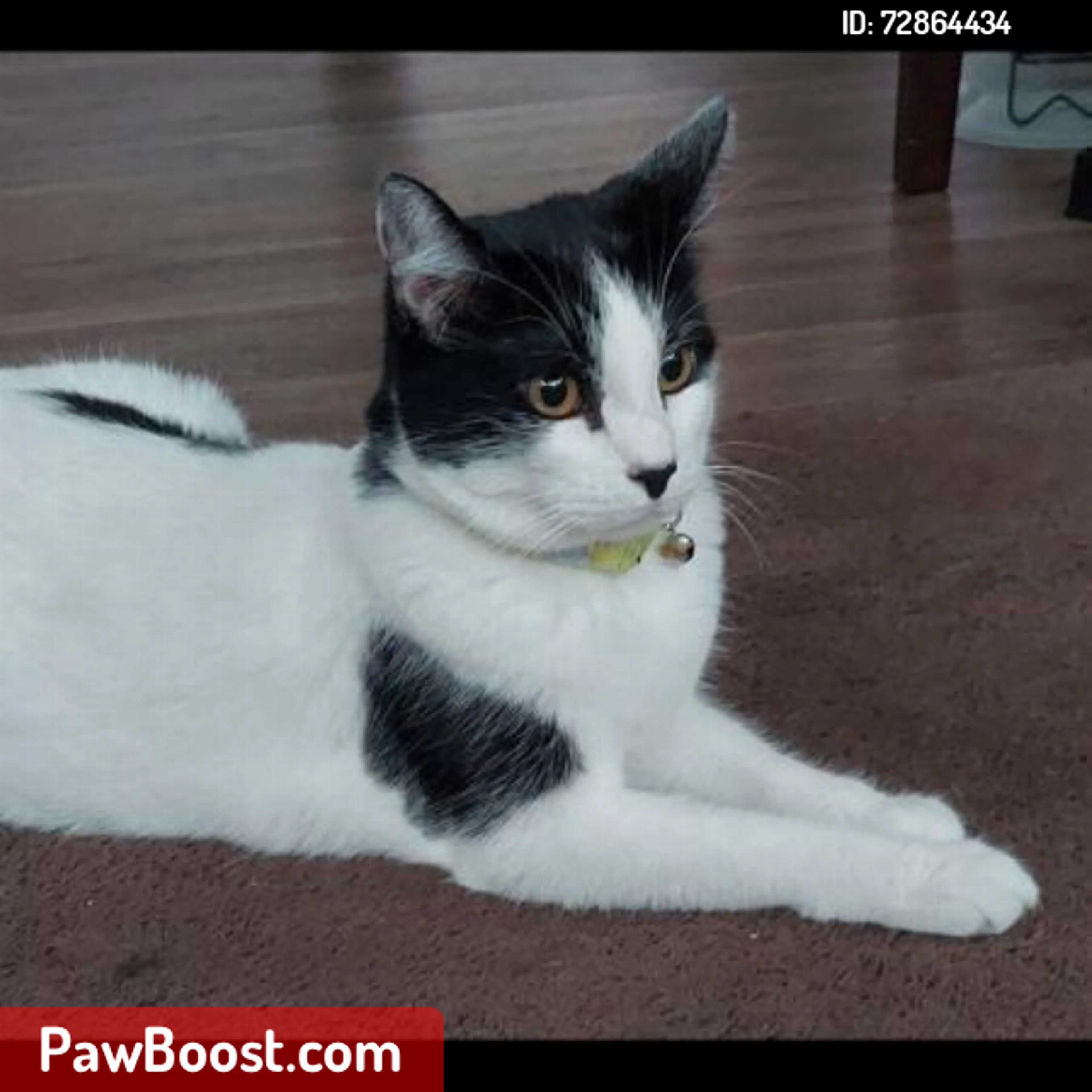 Lost pet