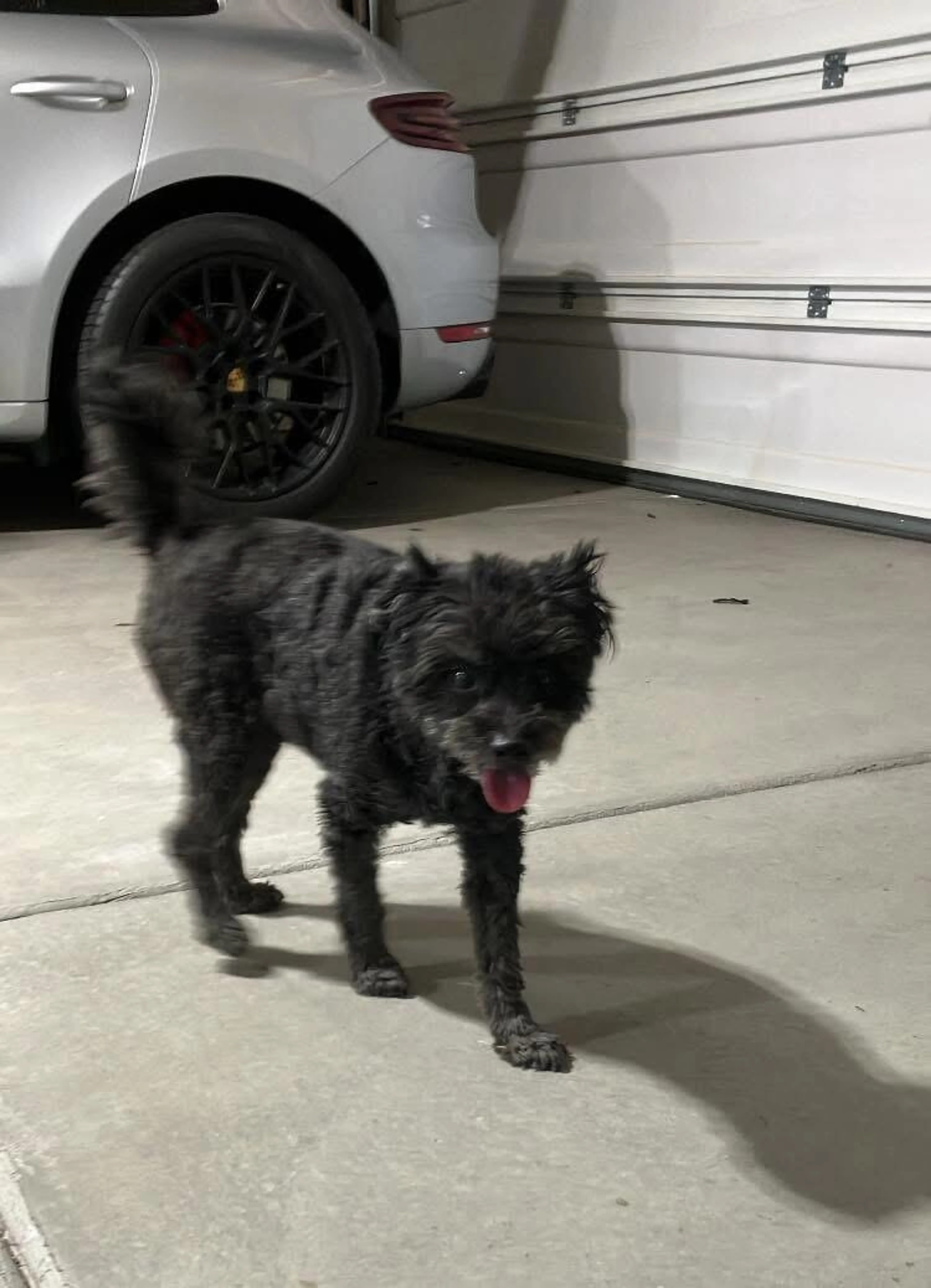 Found pet