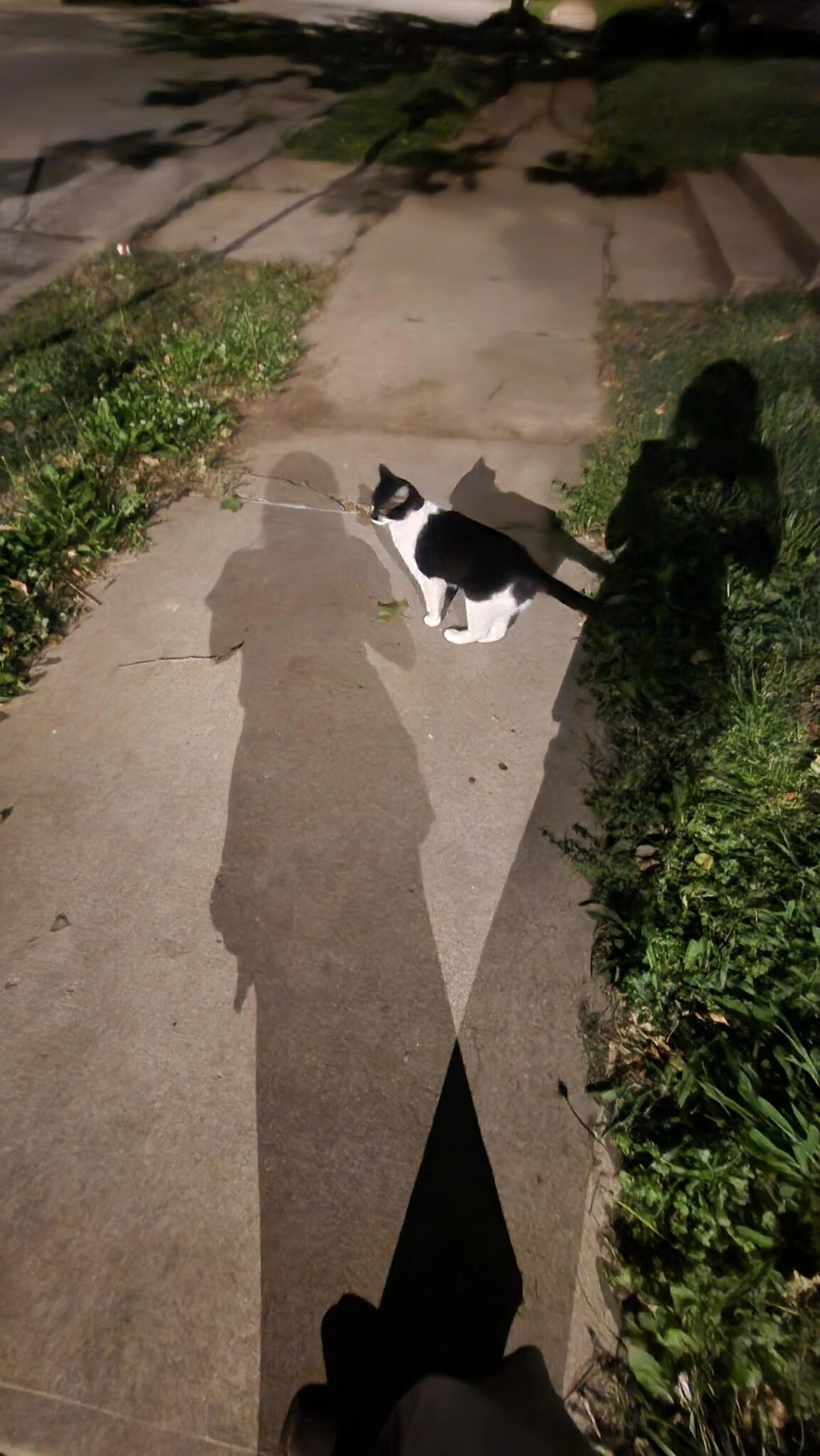 Found pet