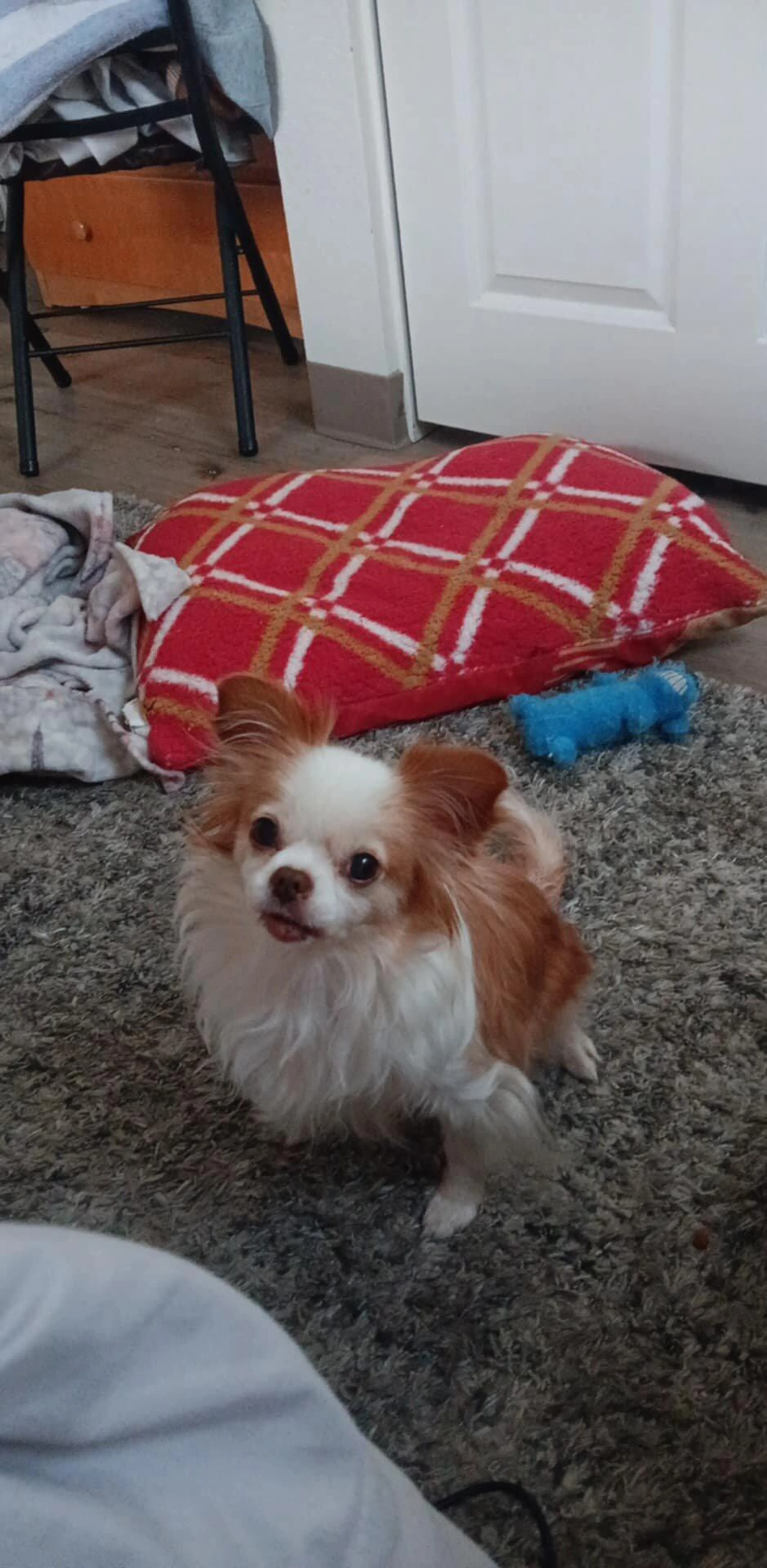Lost pet