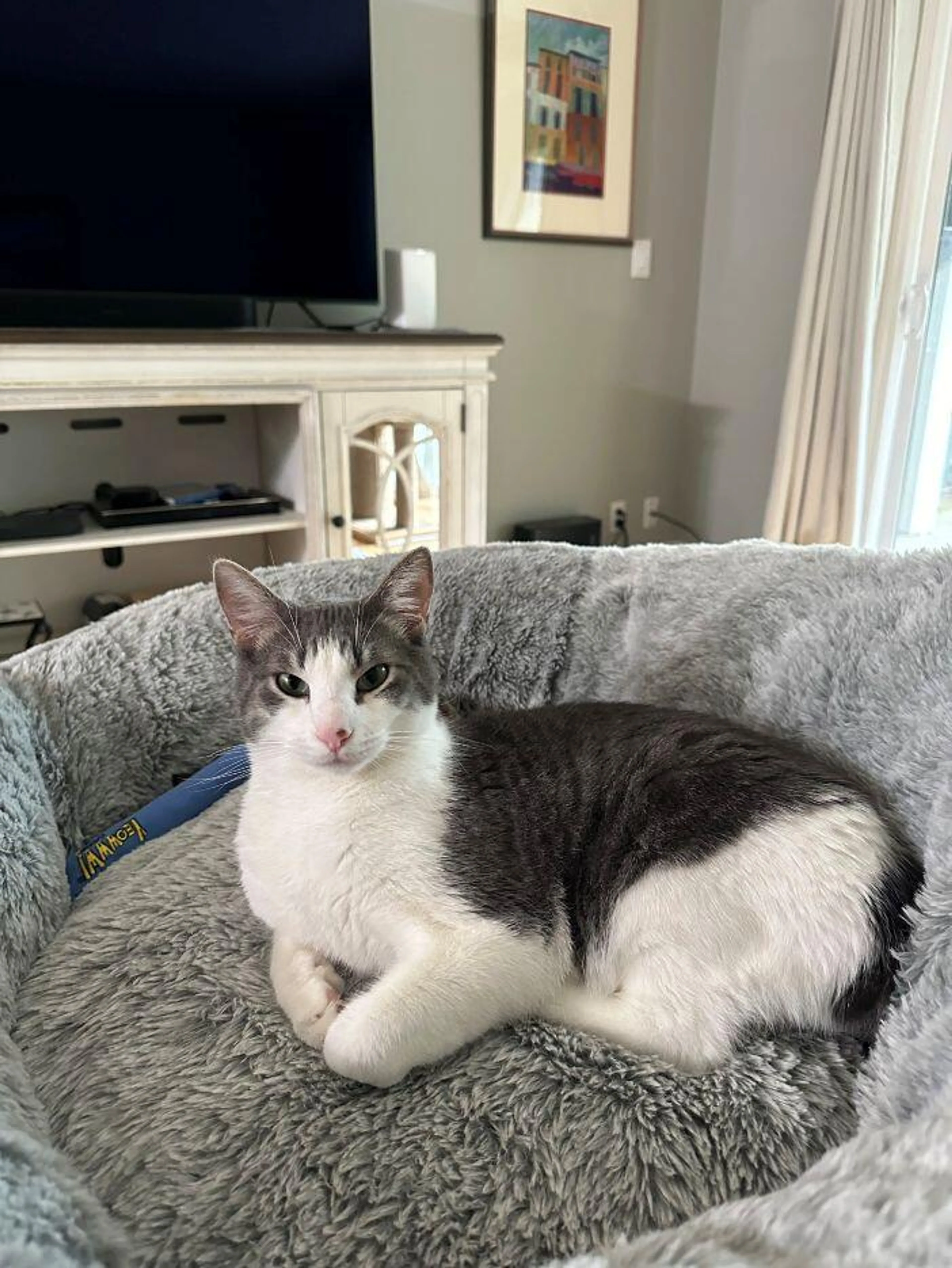 Lost pet