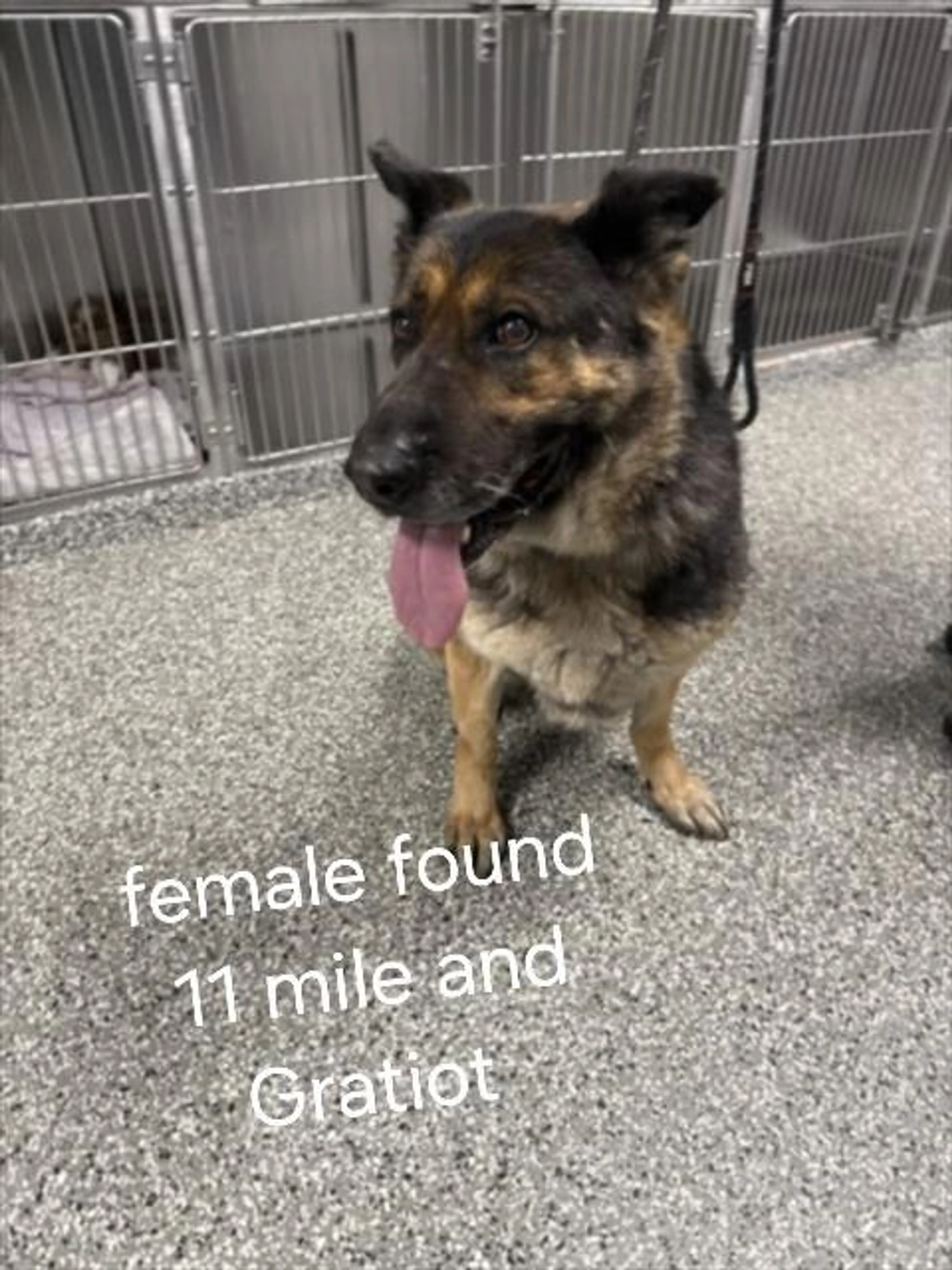 Found pet