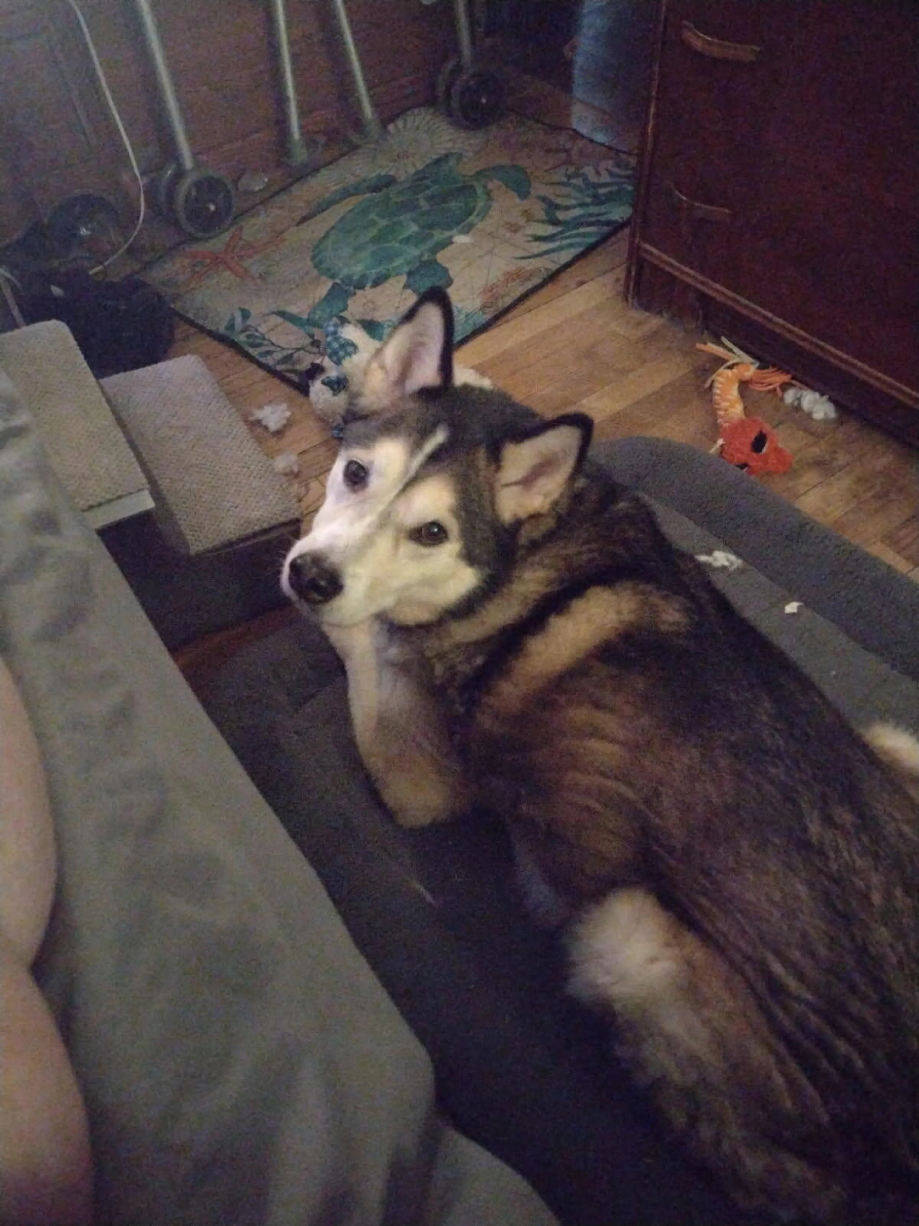 Lost pet