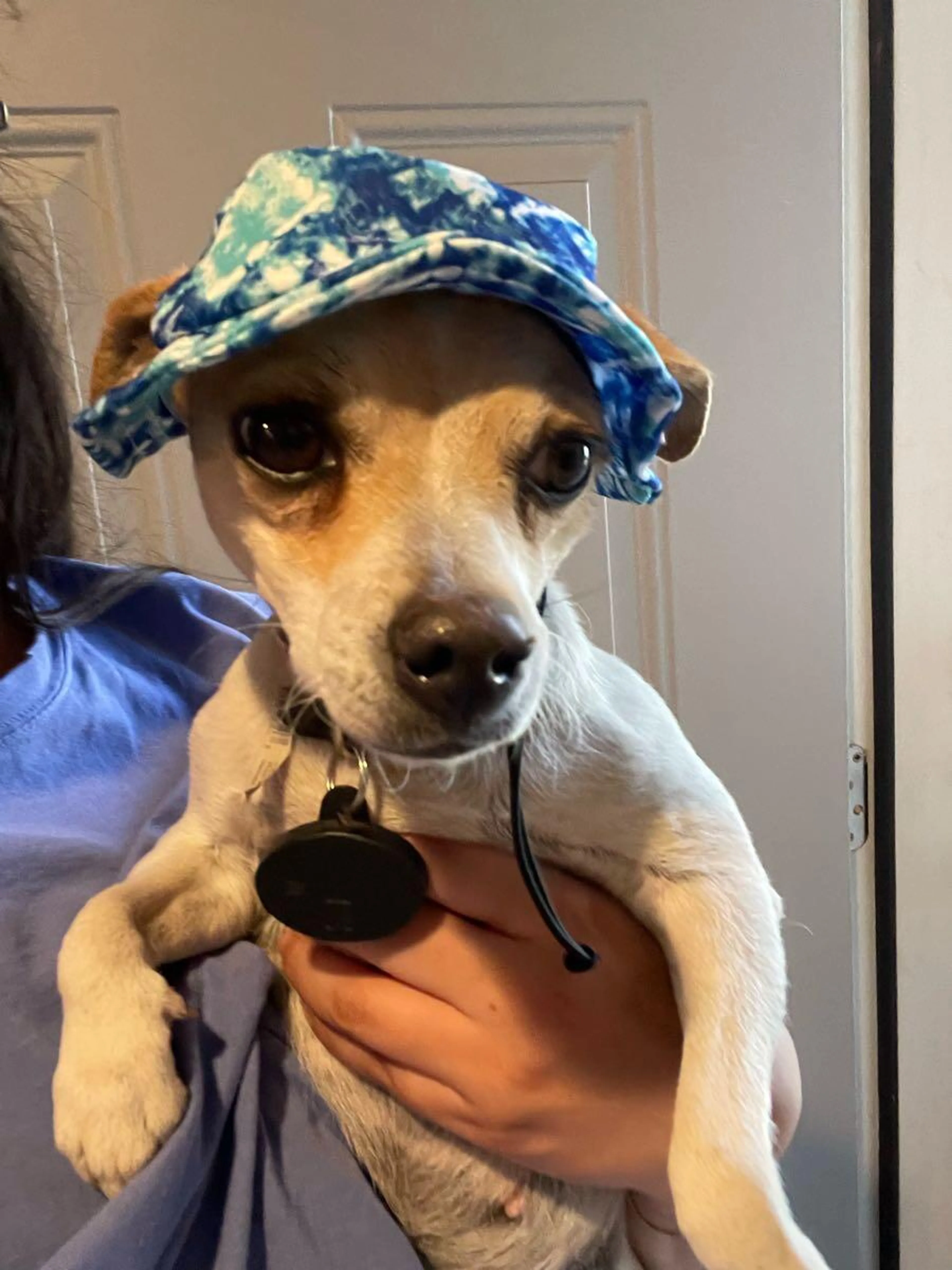 Lost pet