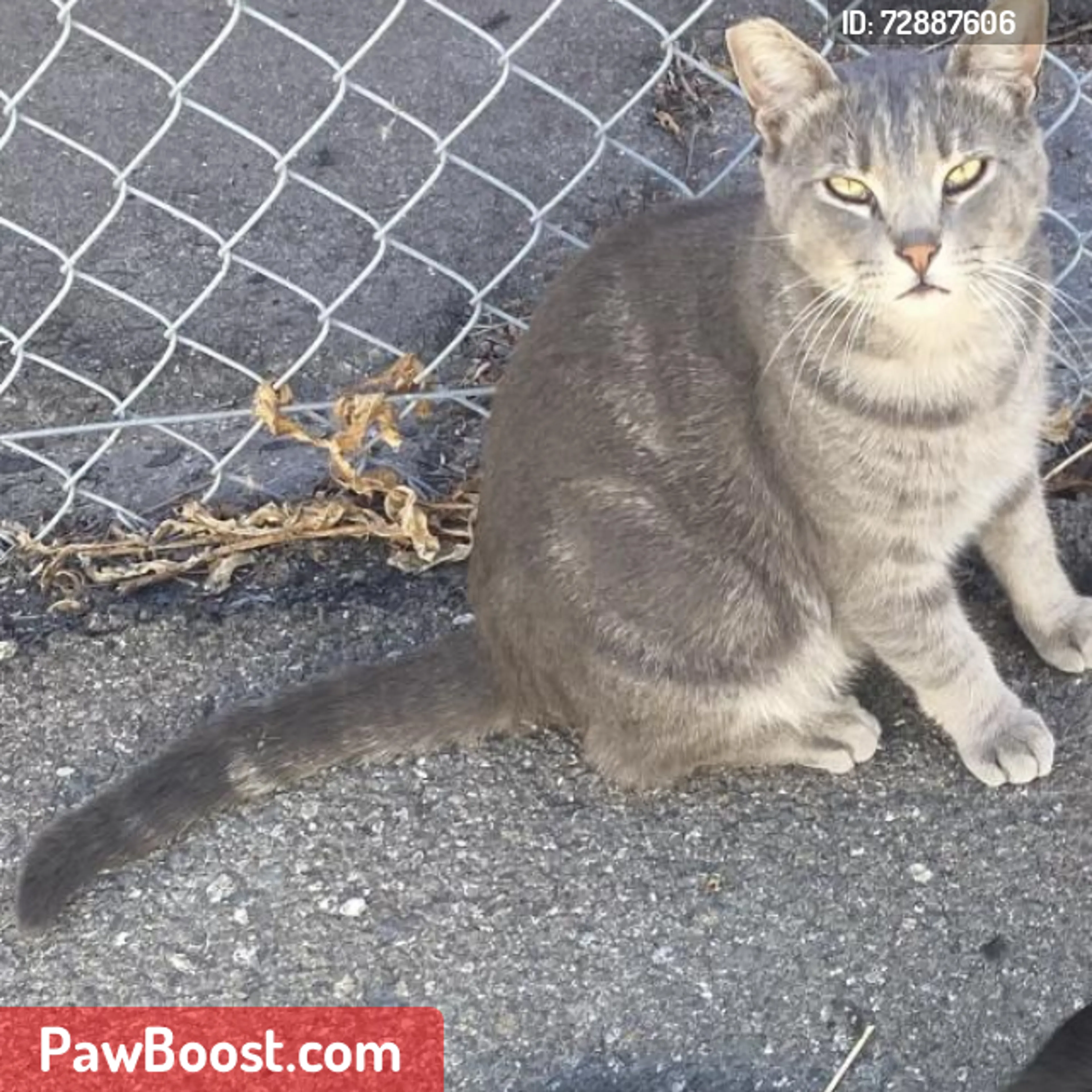 Lost pet
