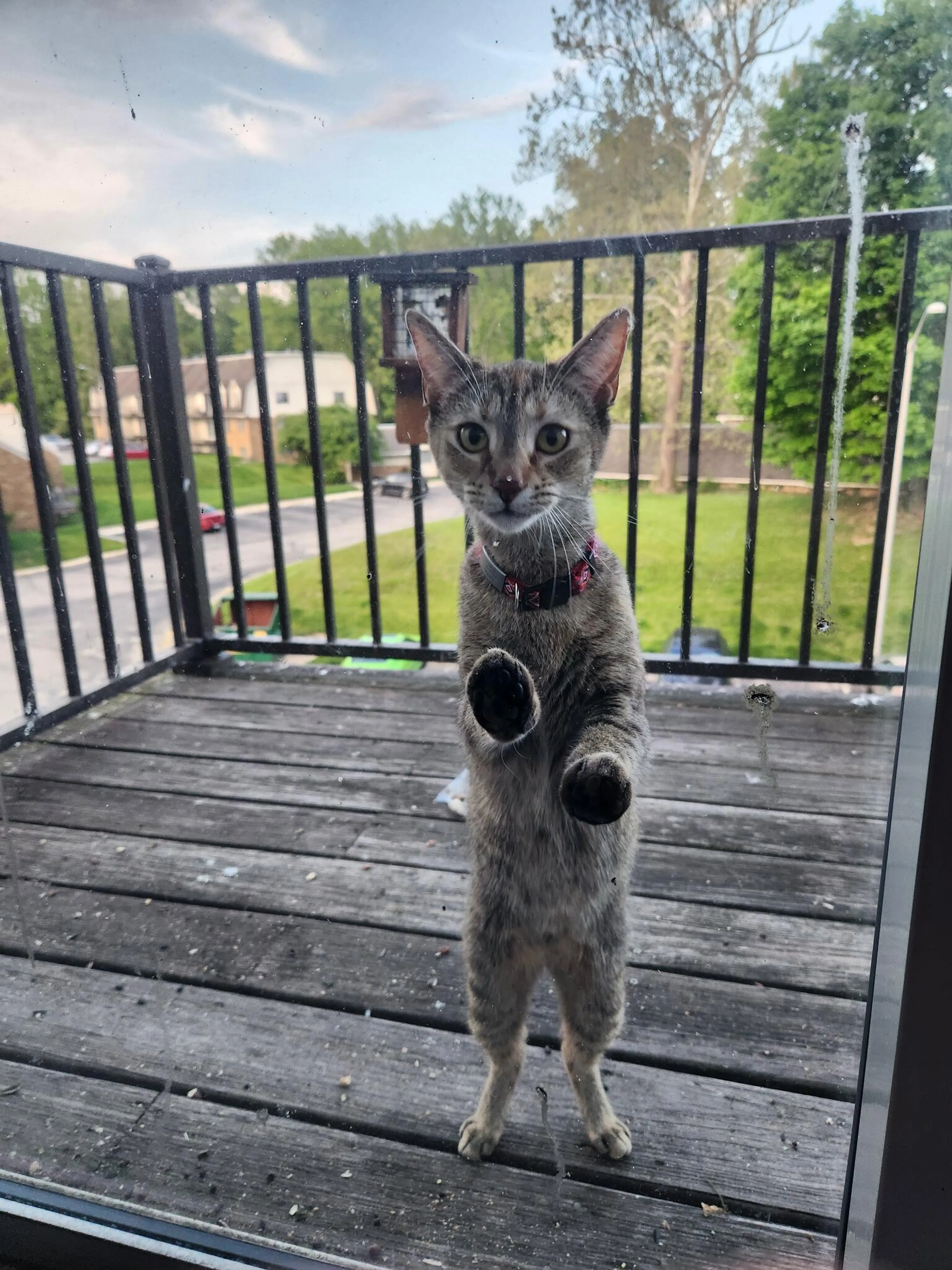 Found pet