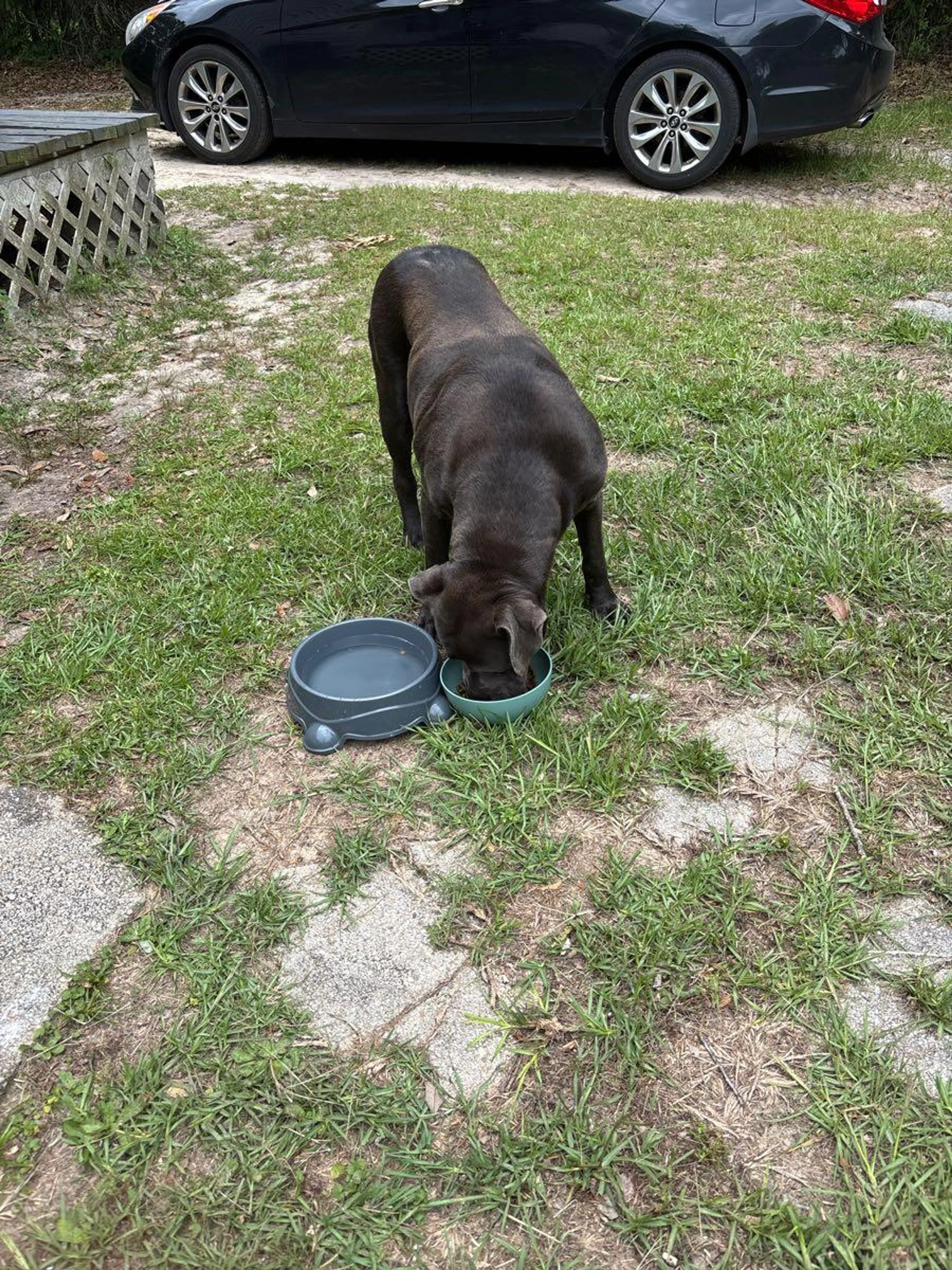 Found pet