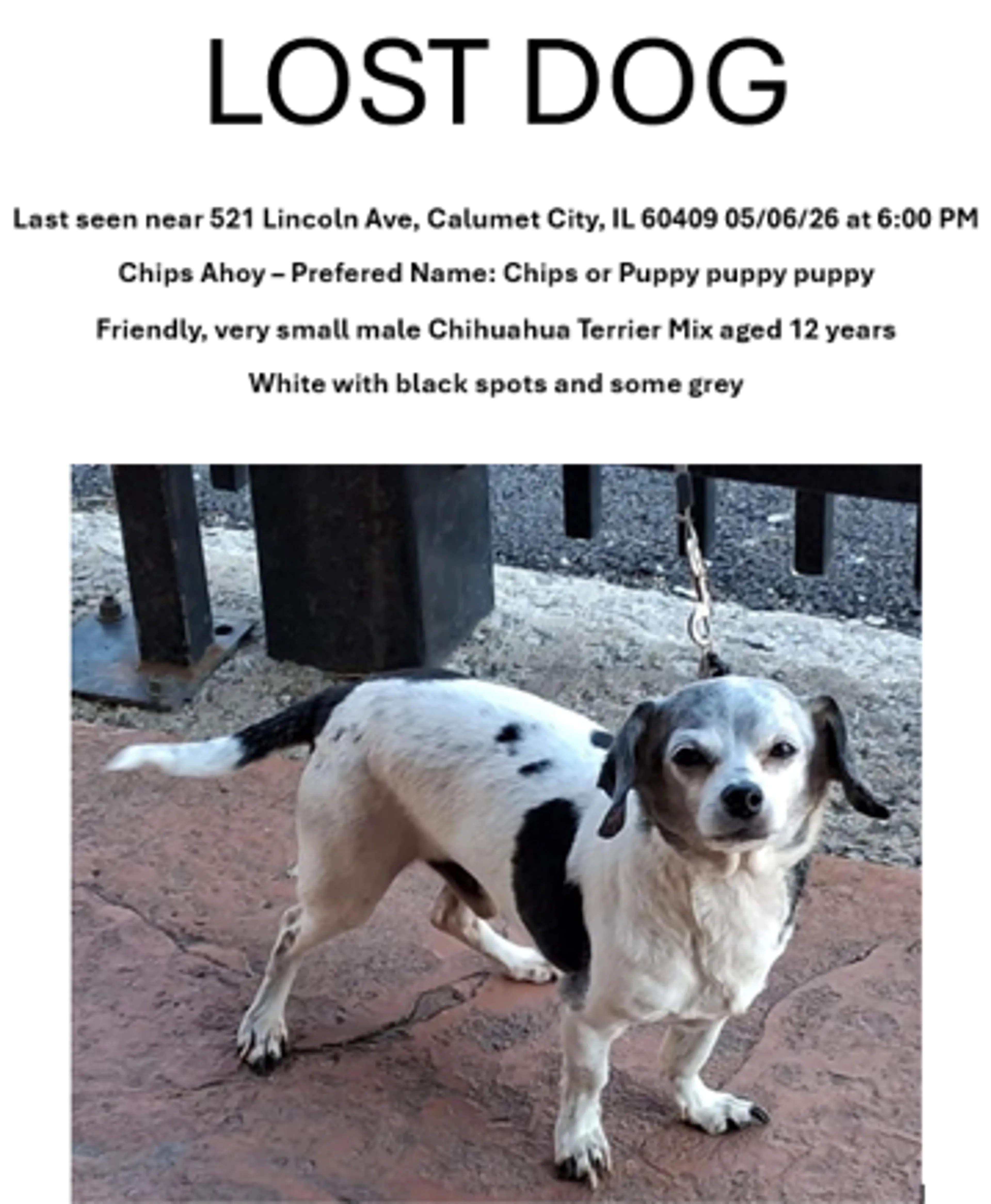 Lost pet