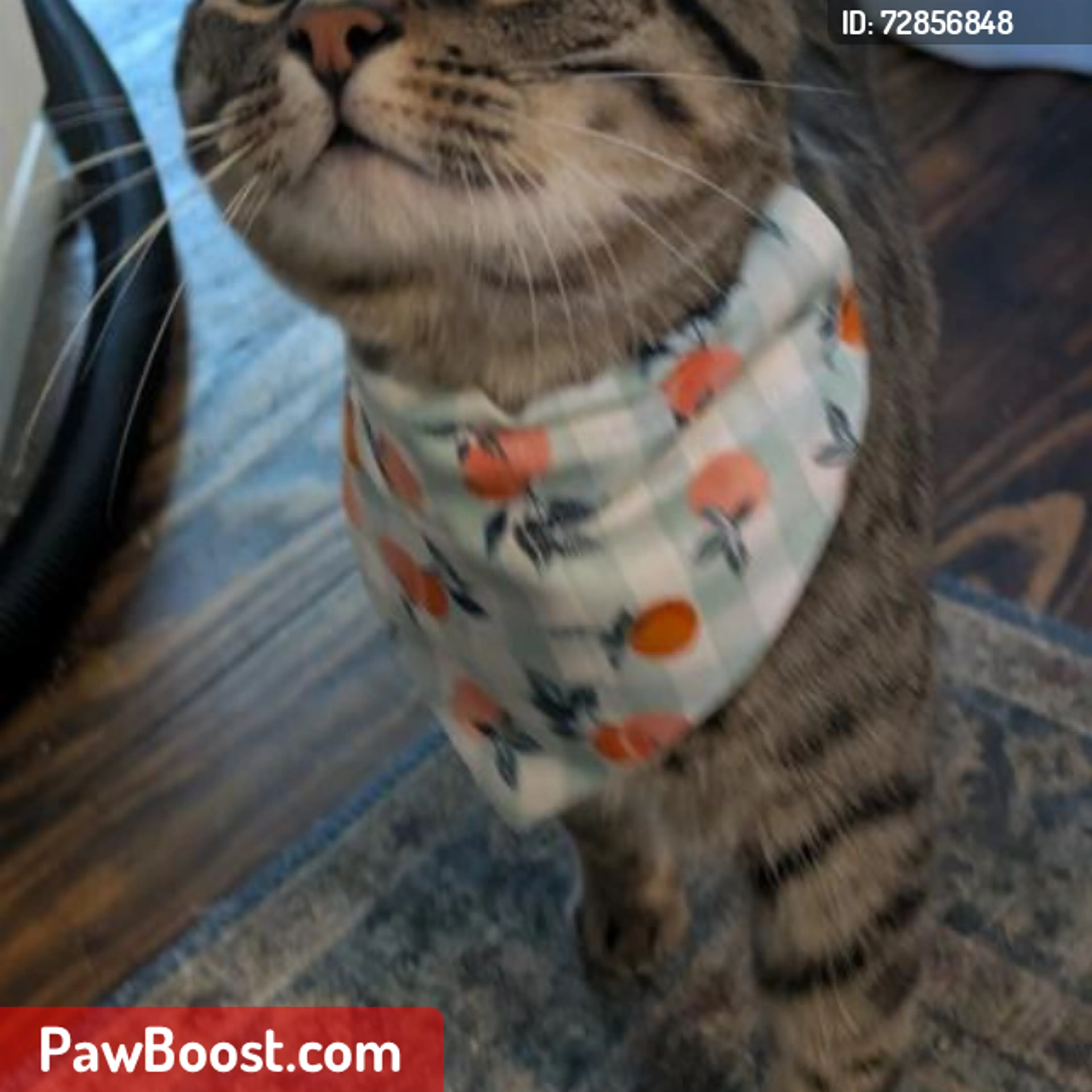 Lost pet